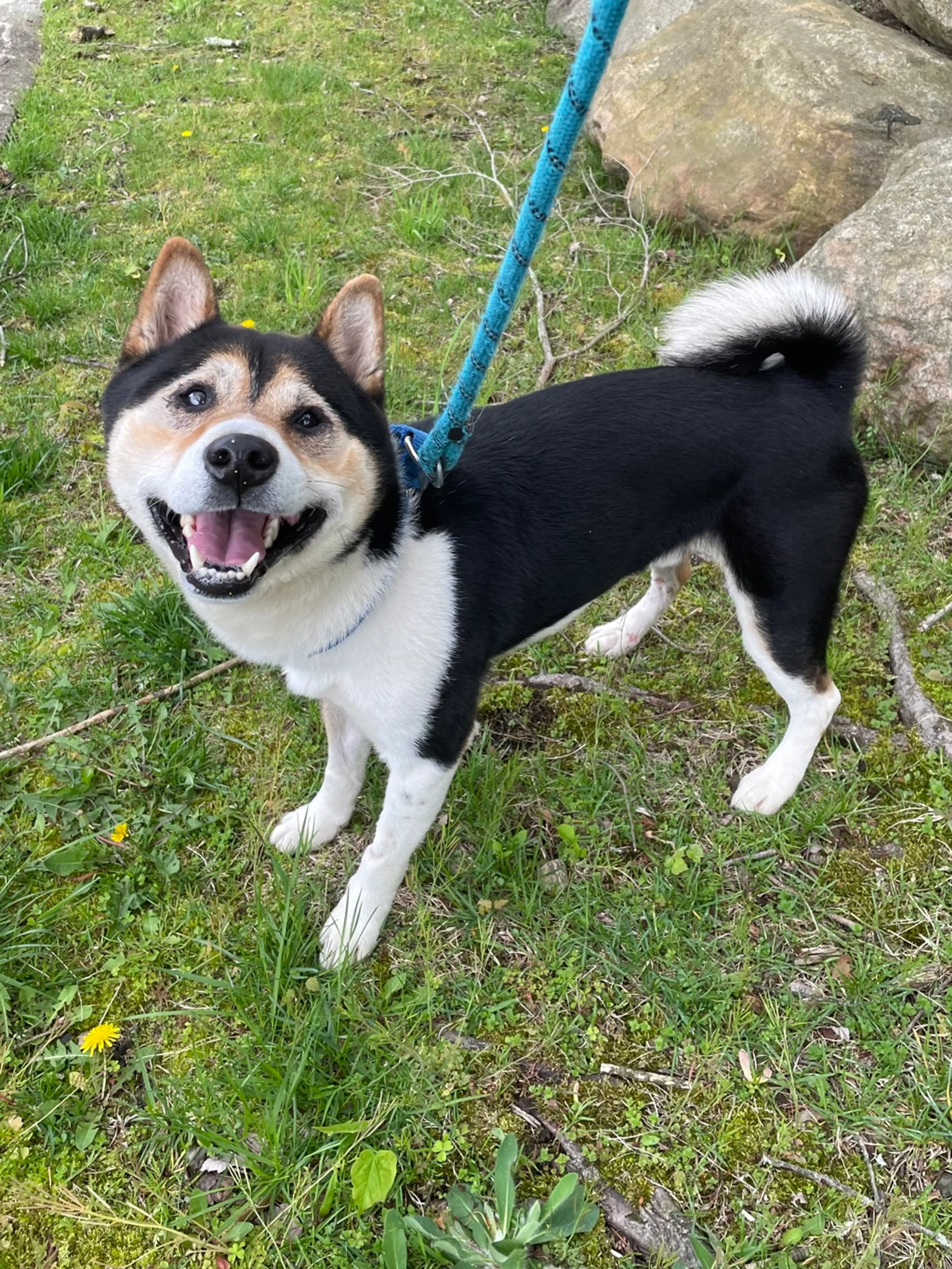 Found pet-3