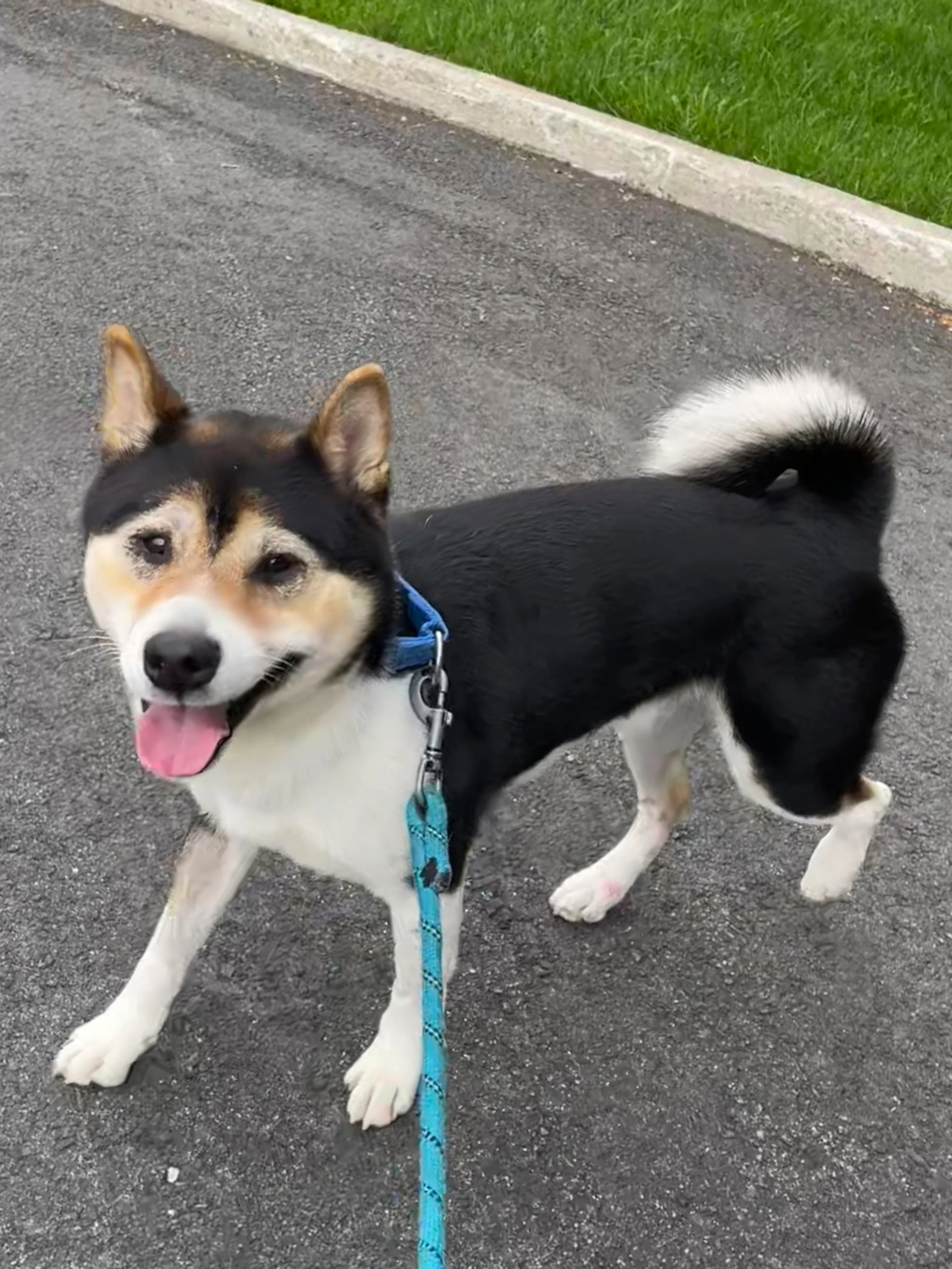 Found pet-2