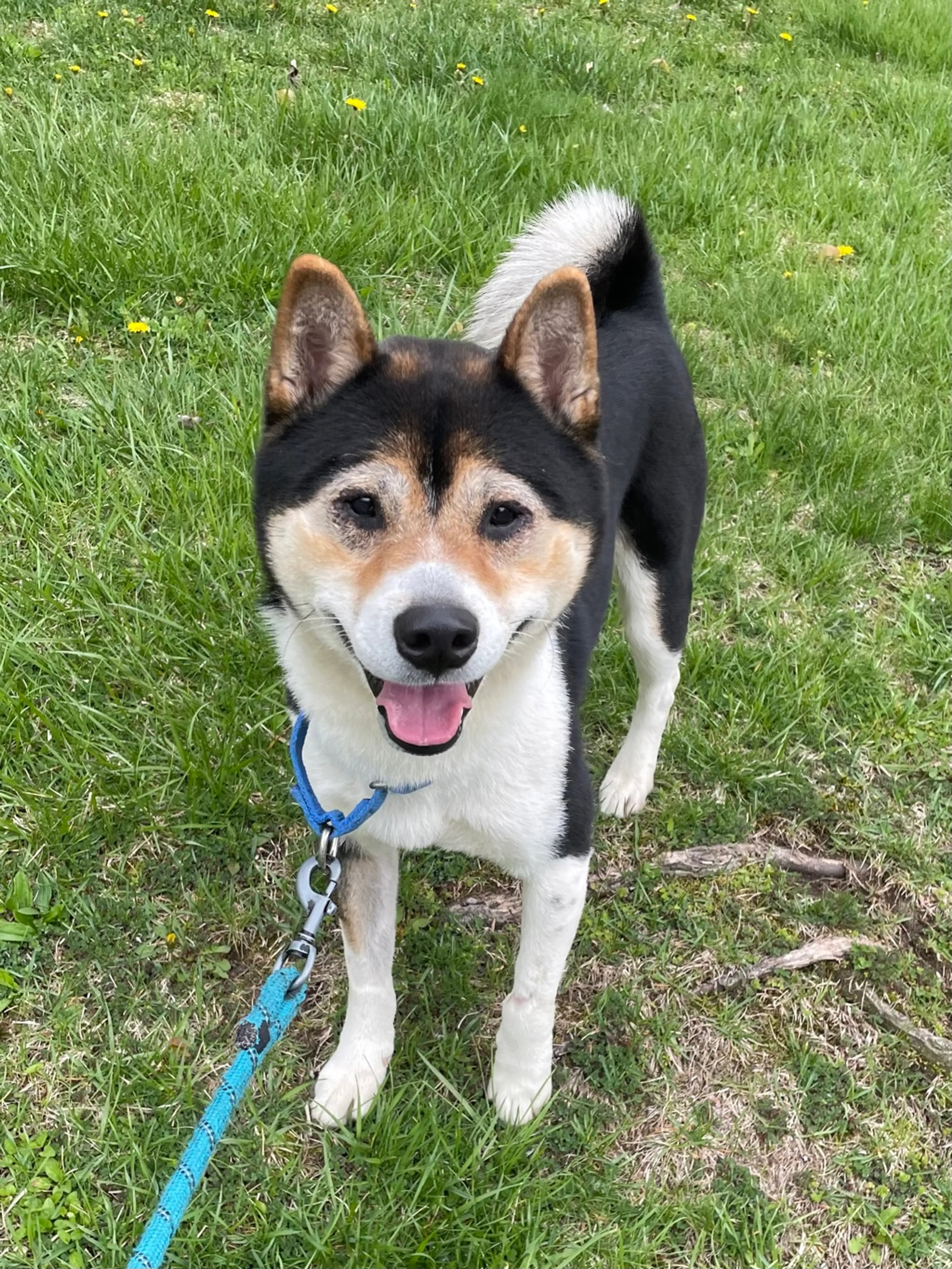 Found pet-4