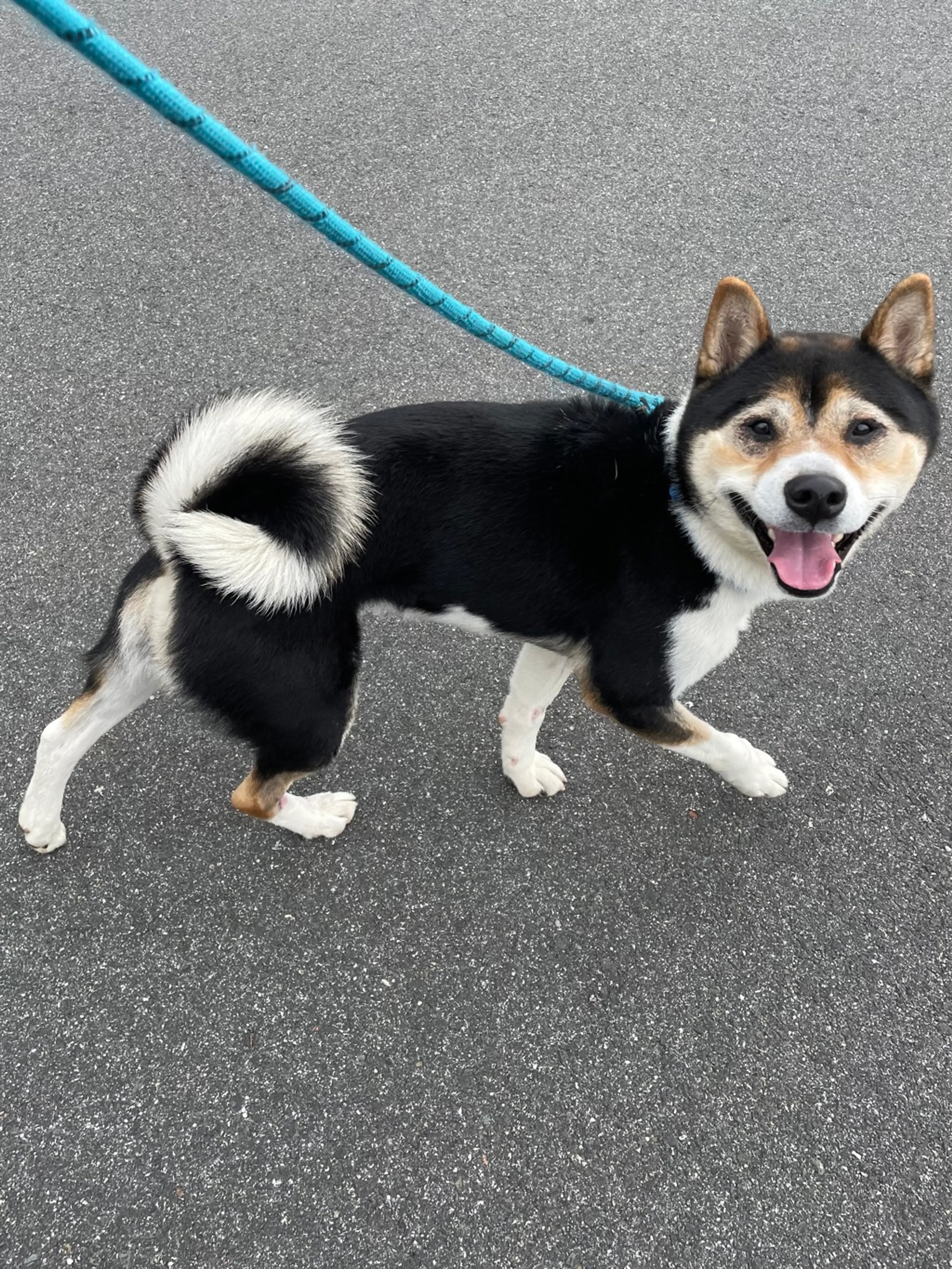 Found pet-1