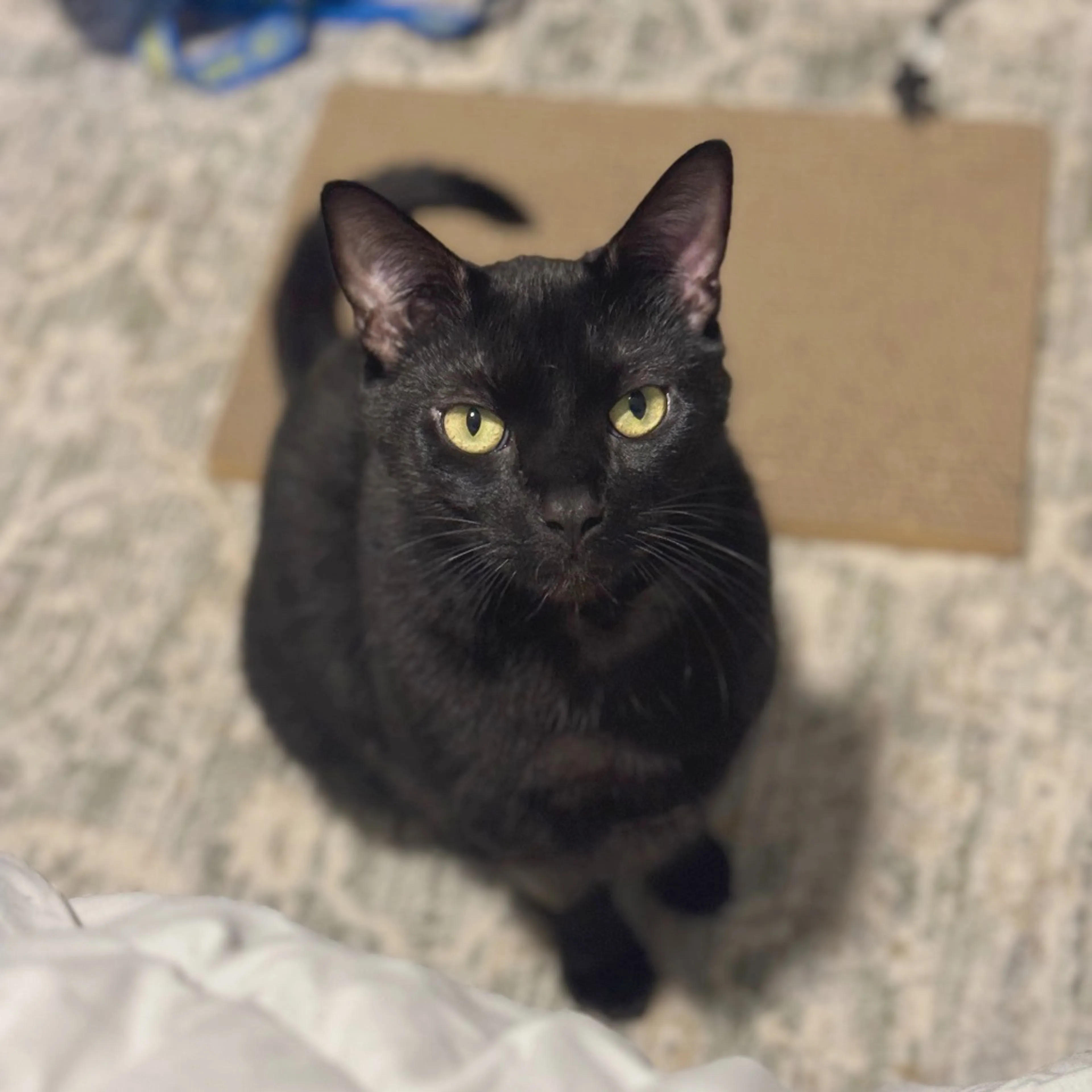 Found pet-0