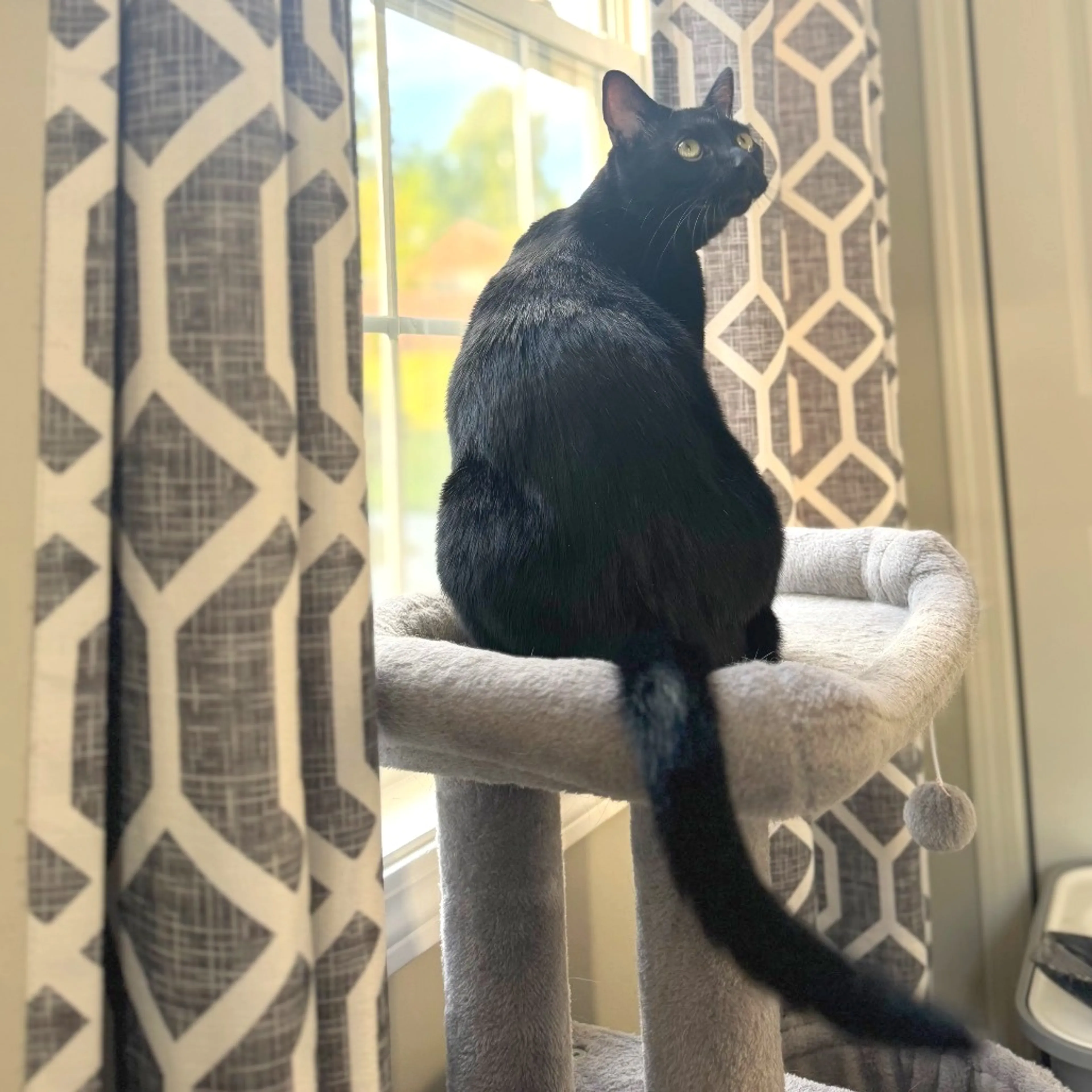 Found pet-3