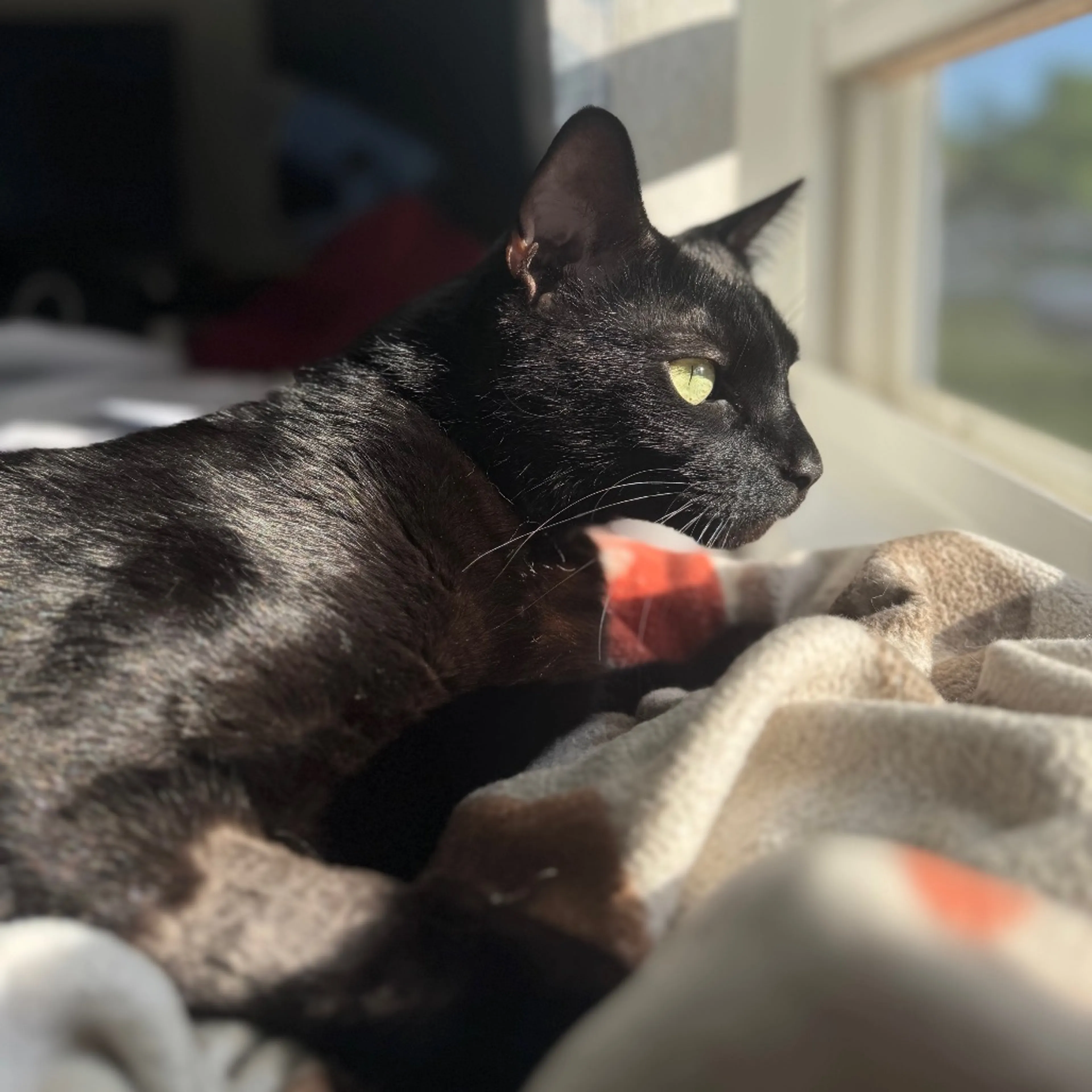 Found pet-5
