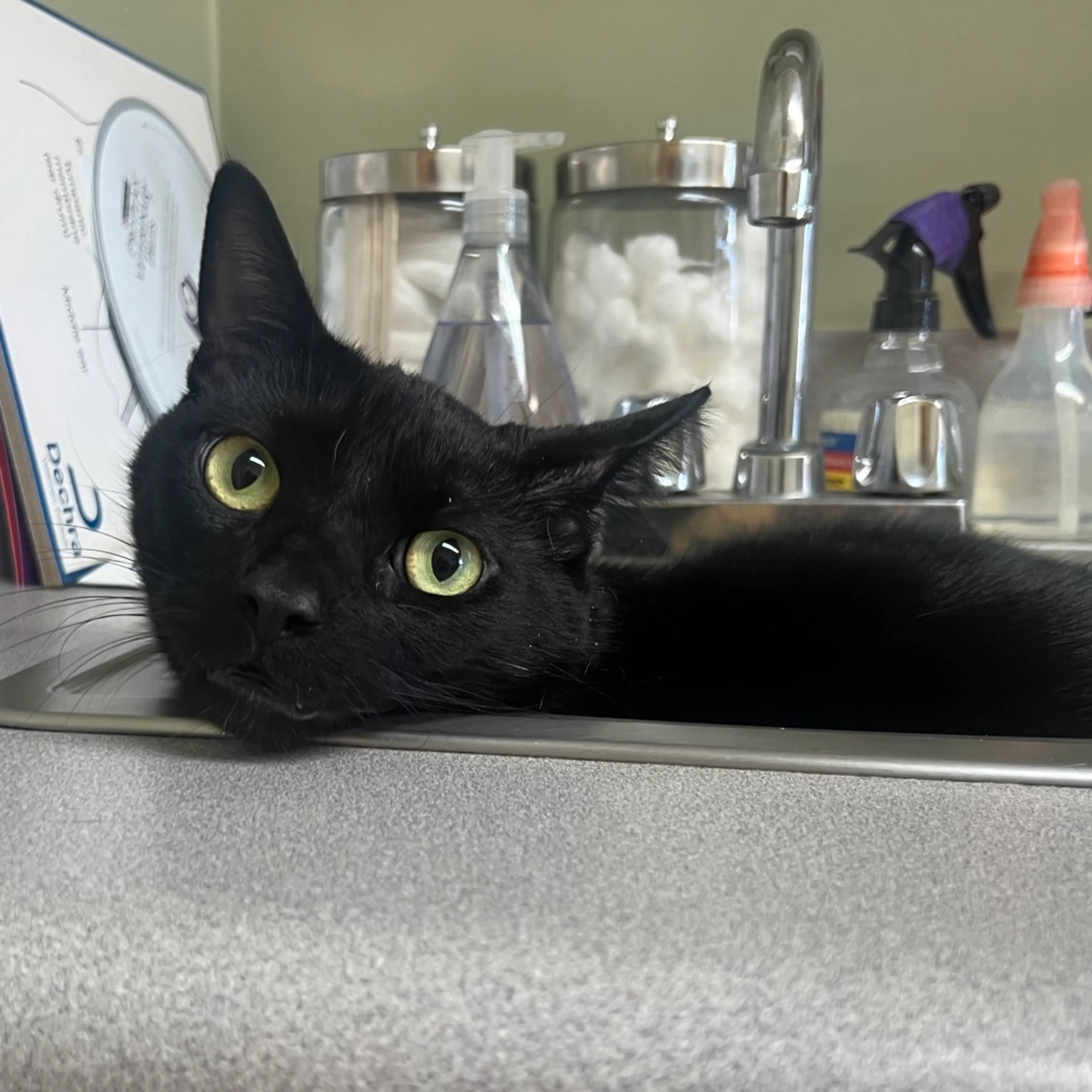 Found pet-2
