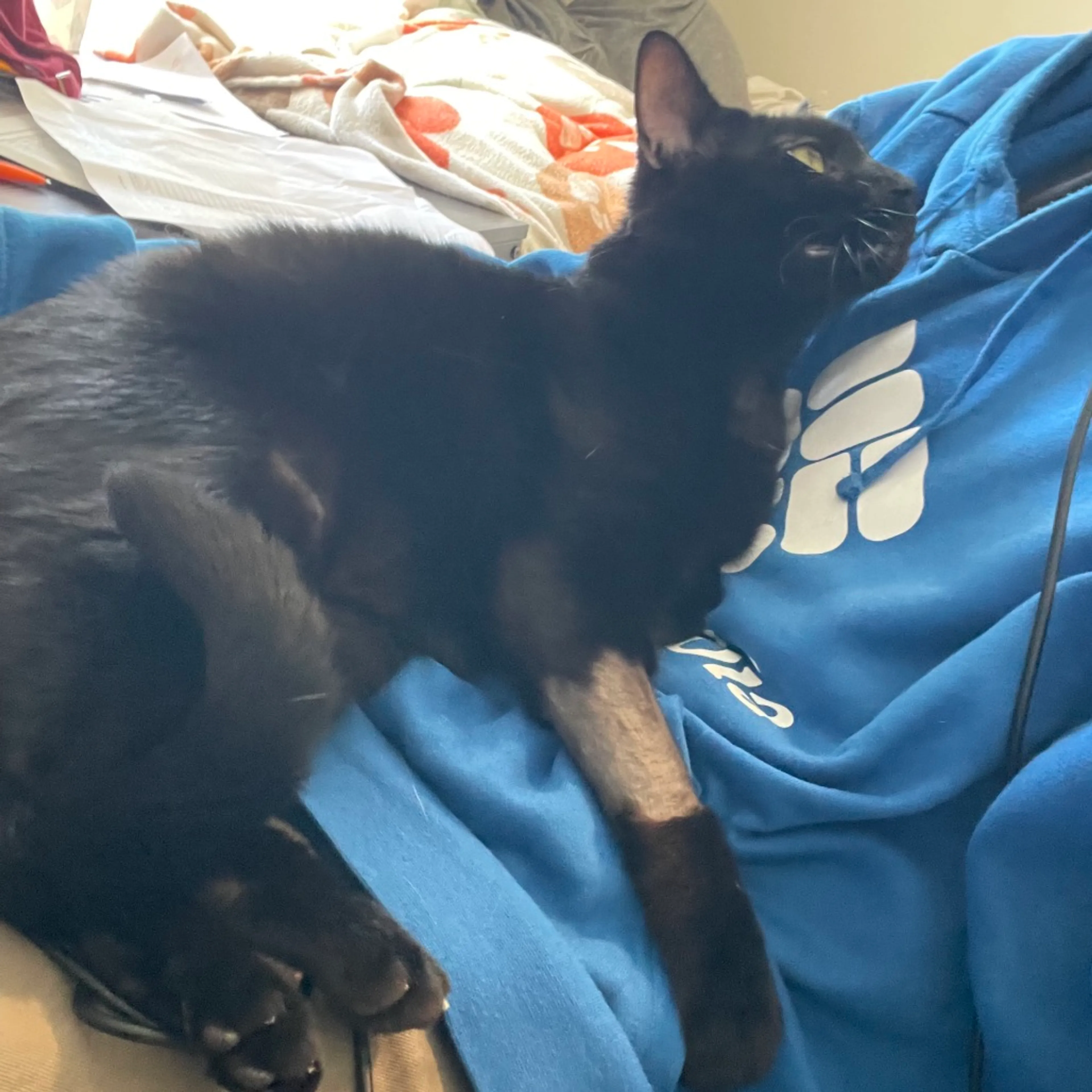 Found pet-6