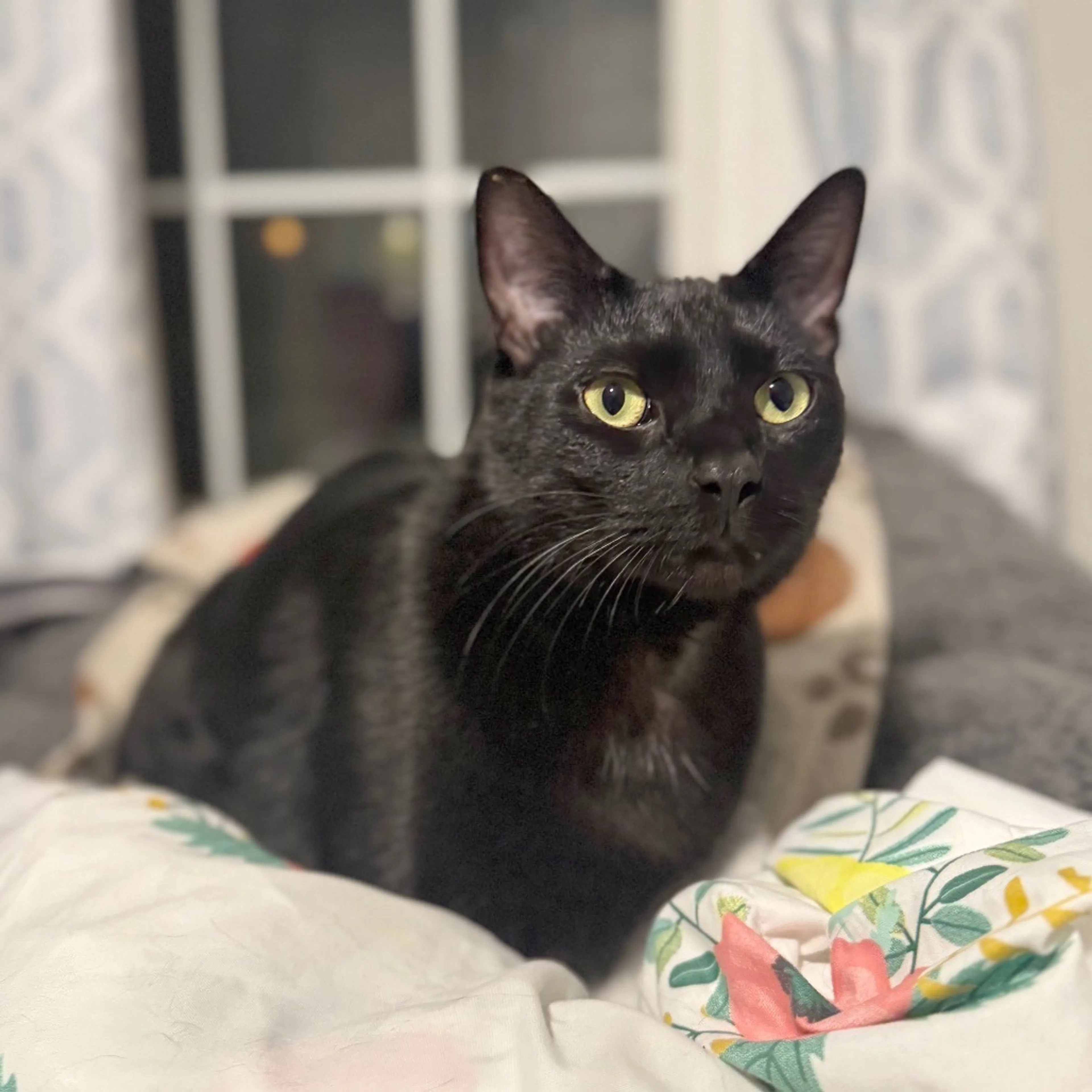 Found pet-4