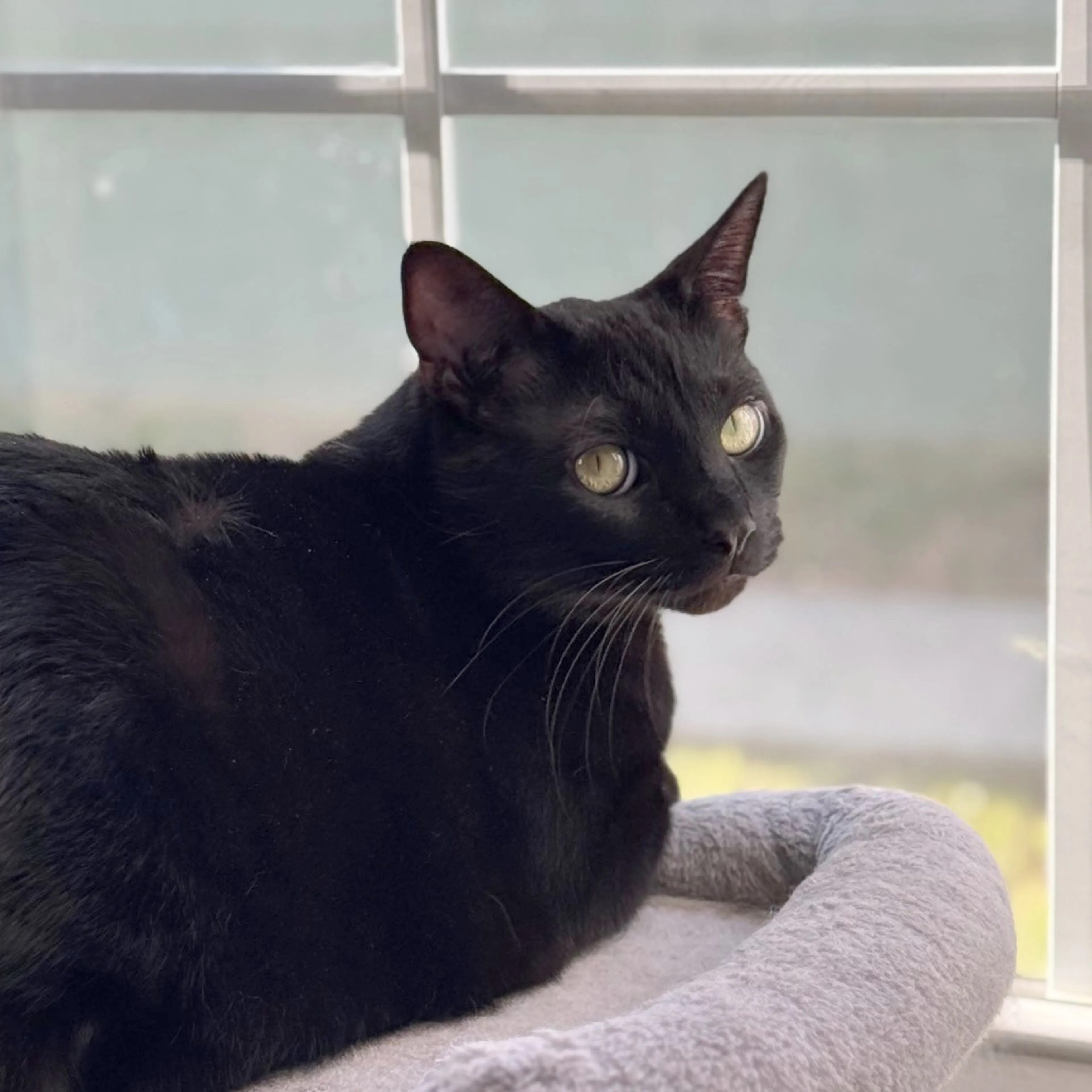 Found pet-7