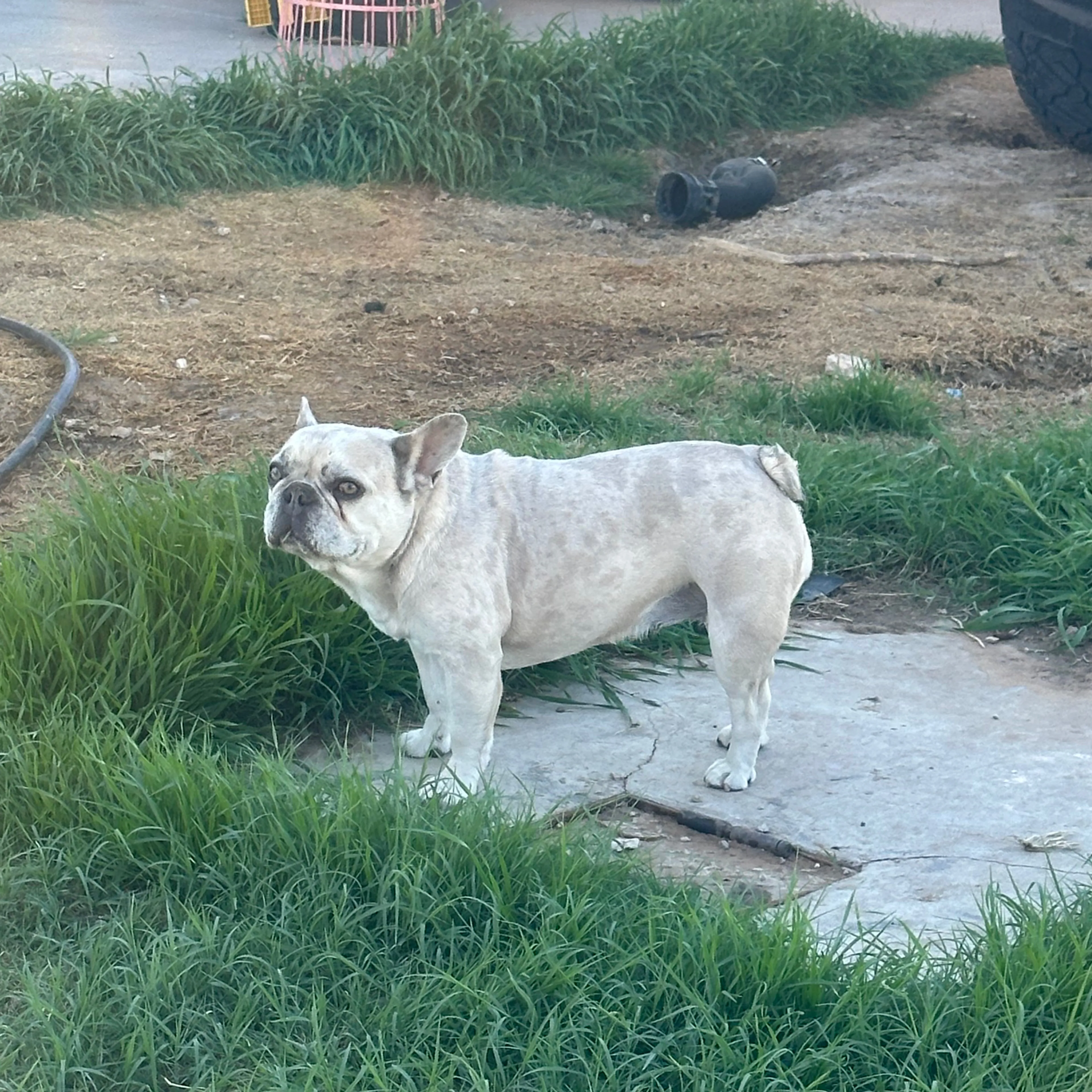 Lost pet-1