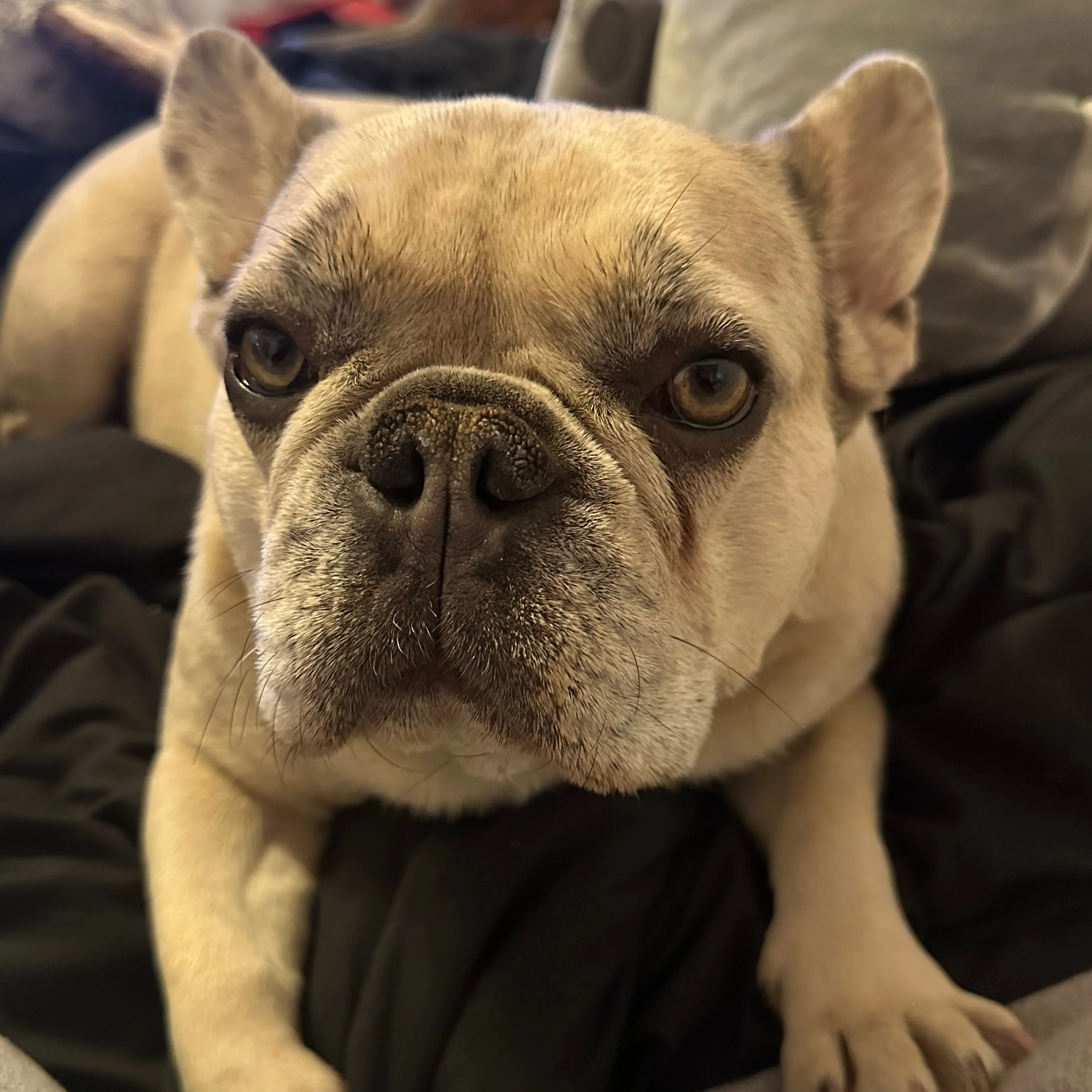 Lost pet-2