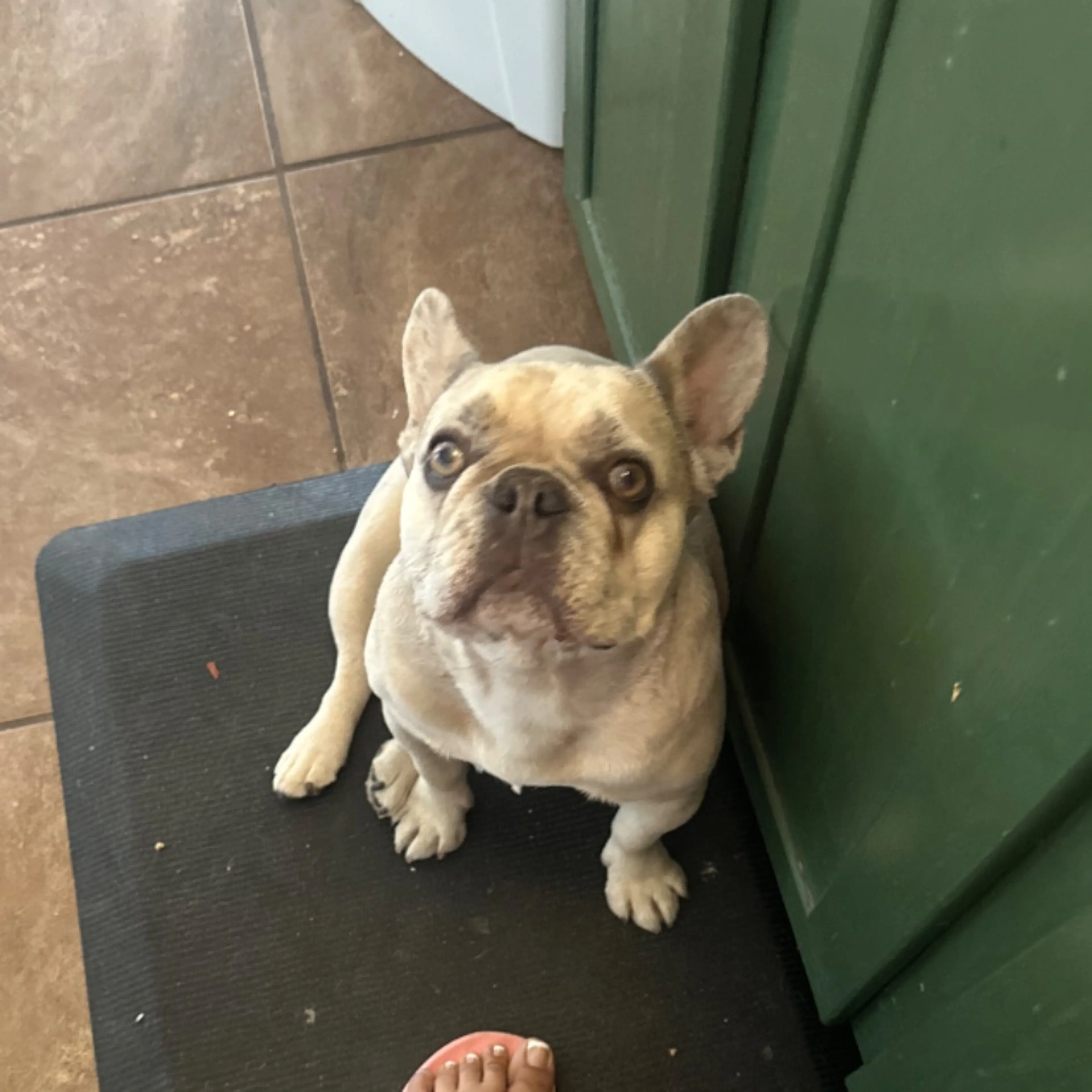 Lost pet-0