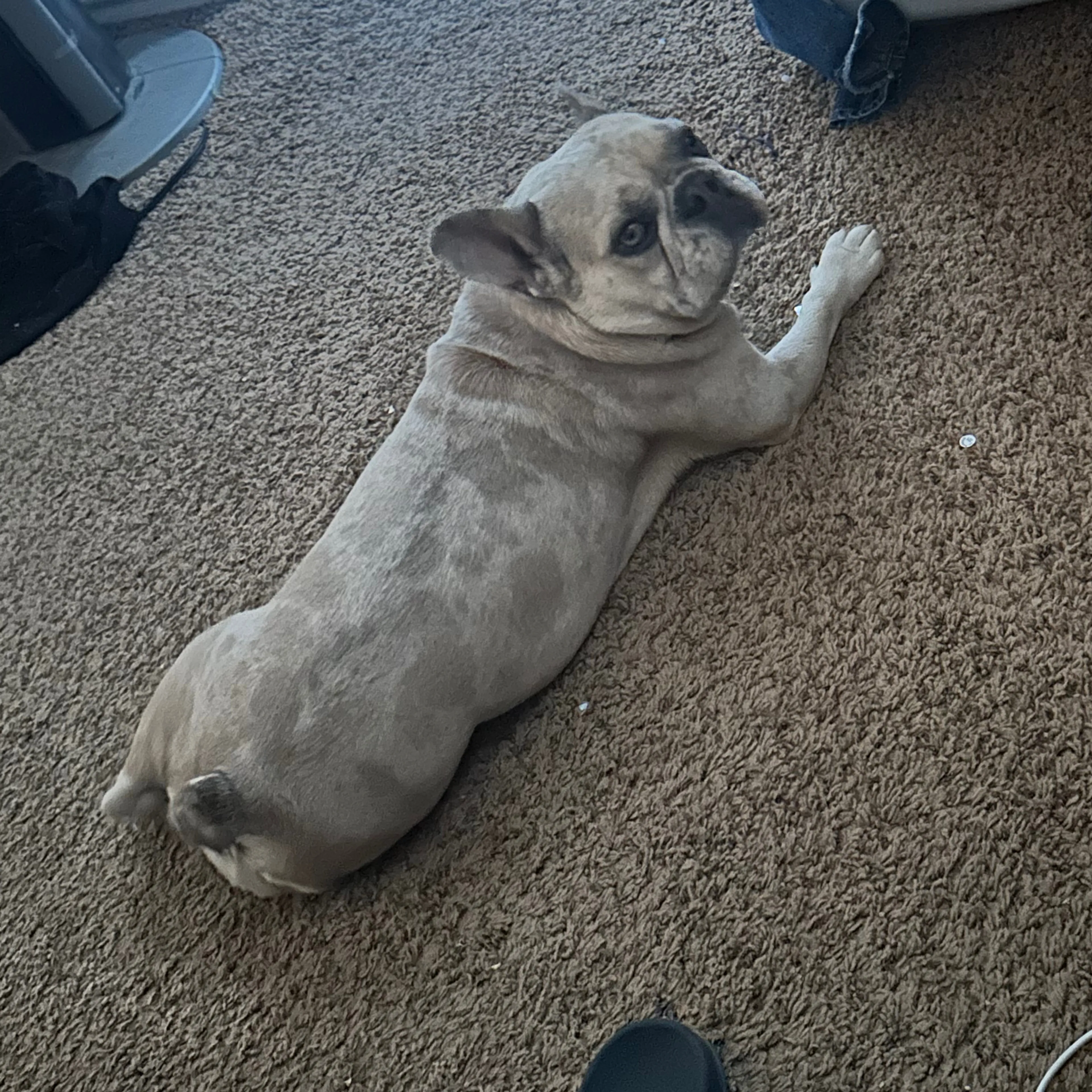 Lost pet-3