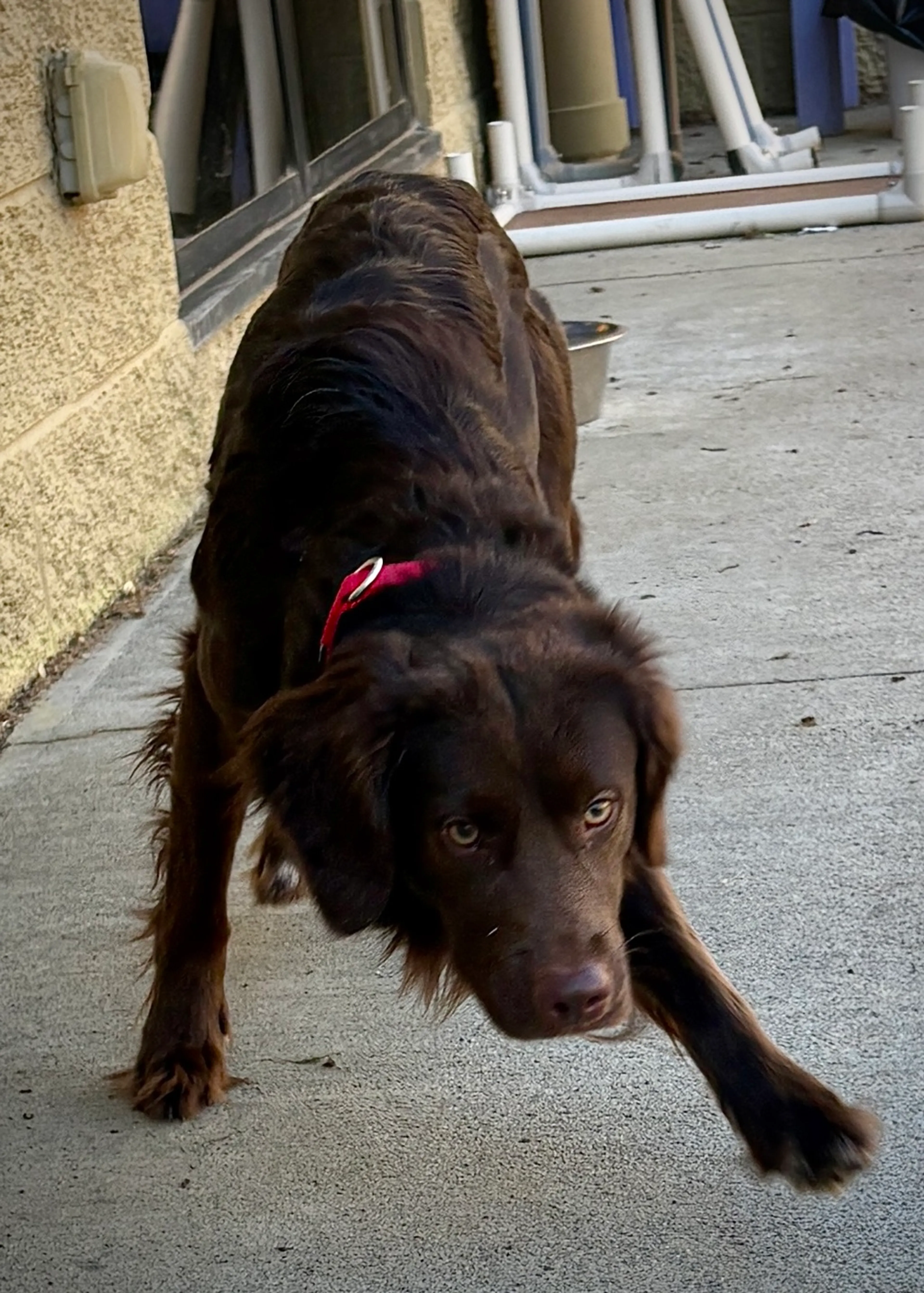 Found pet-10