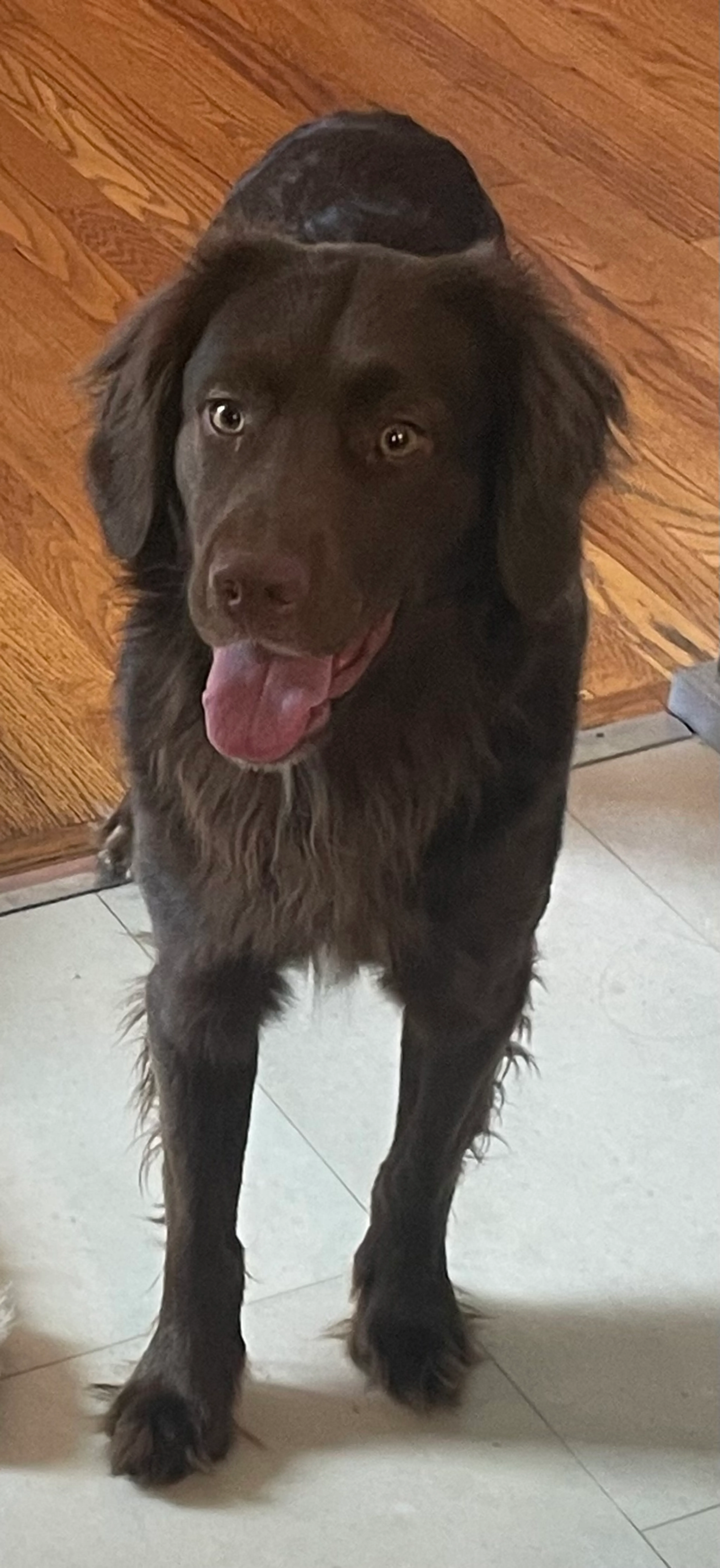 Found pet-0