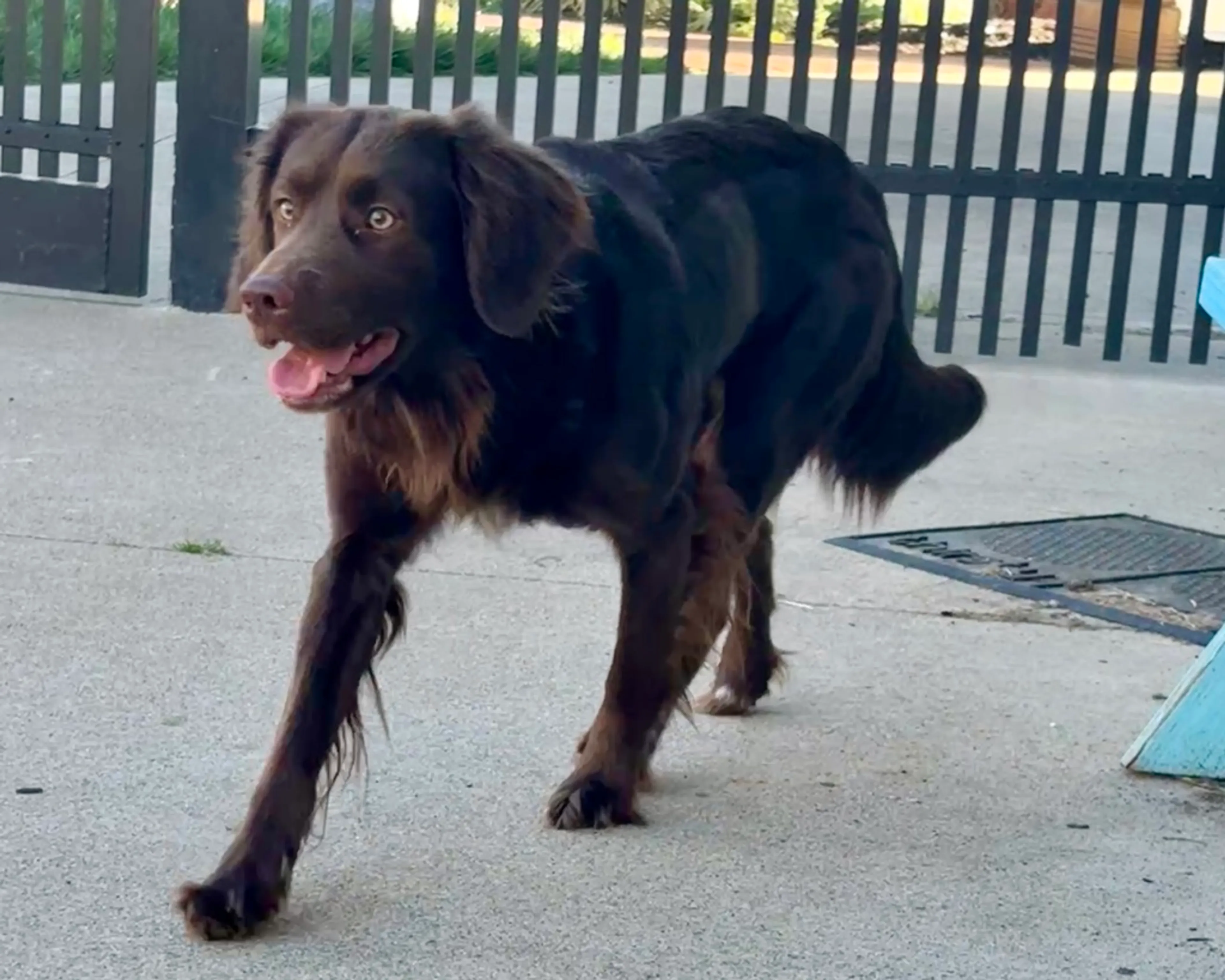 Found pet-6