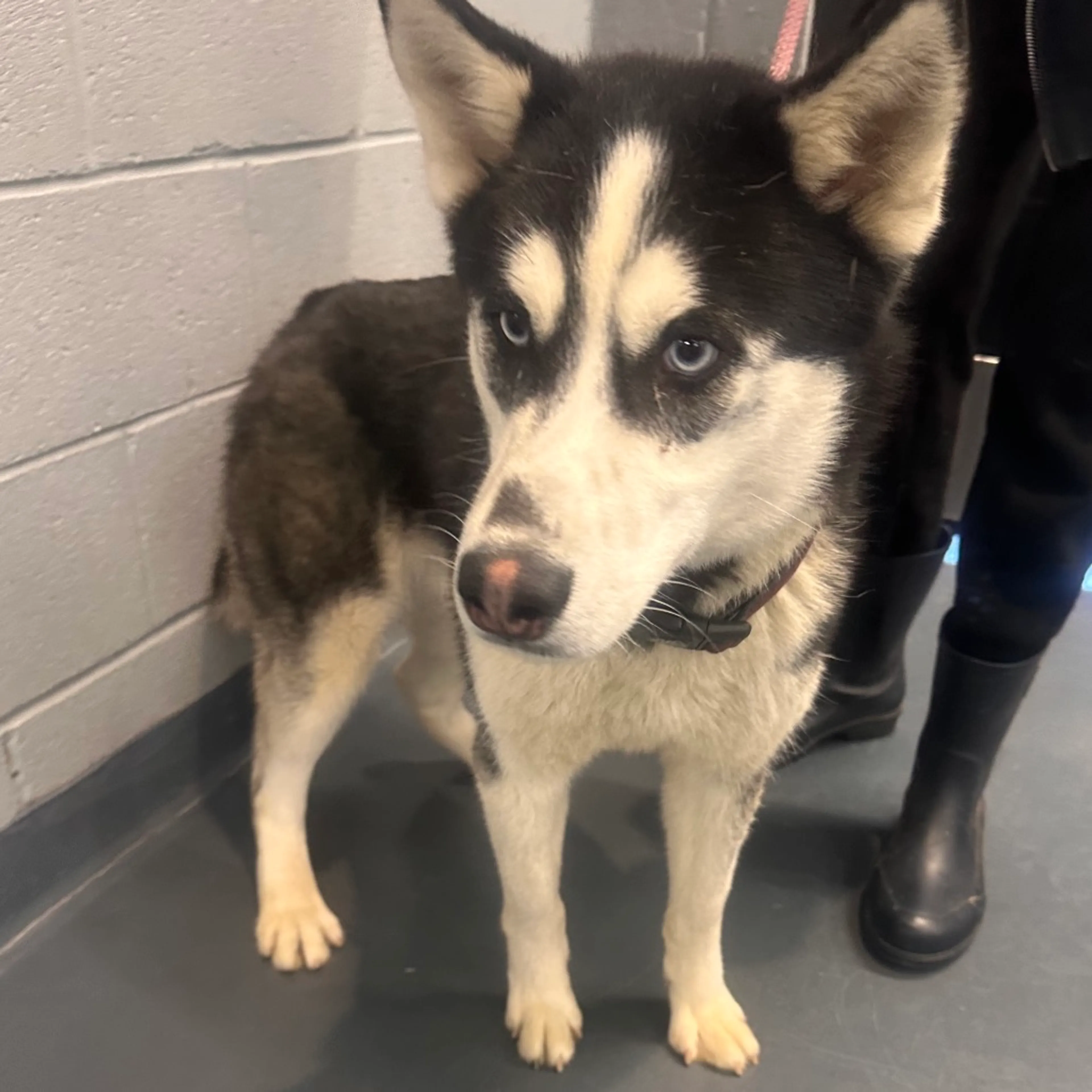 Found pet-1