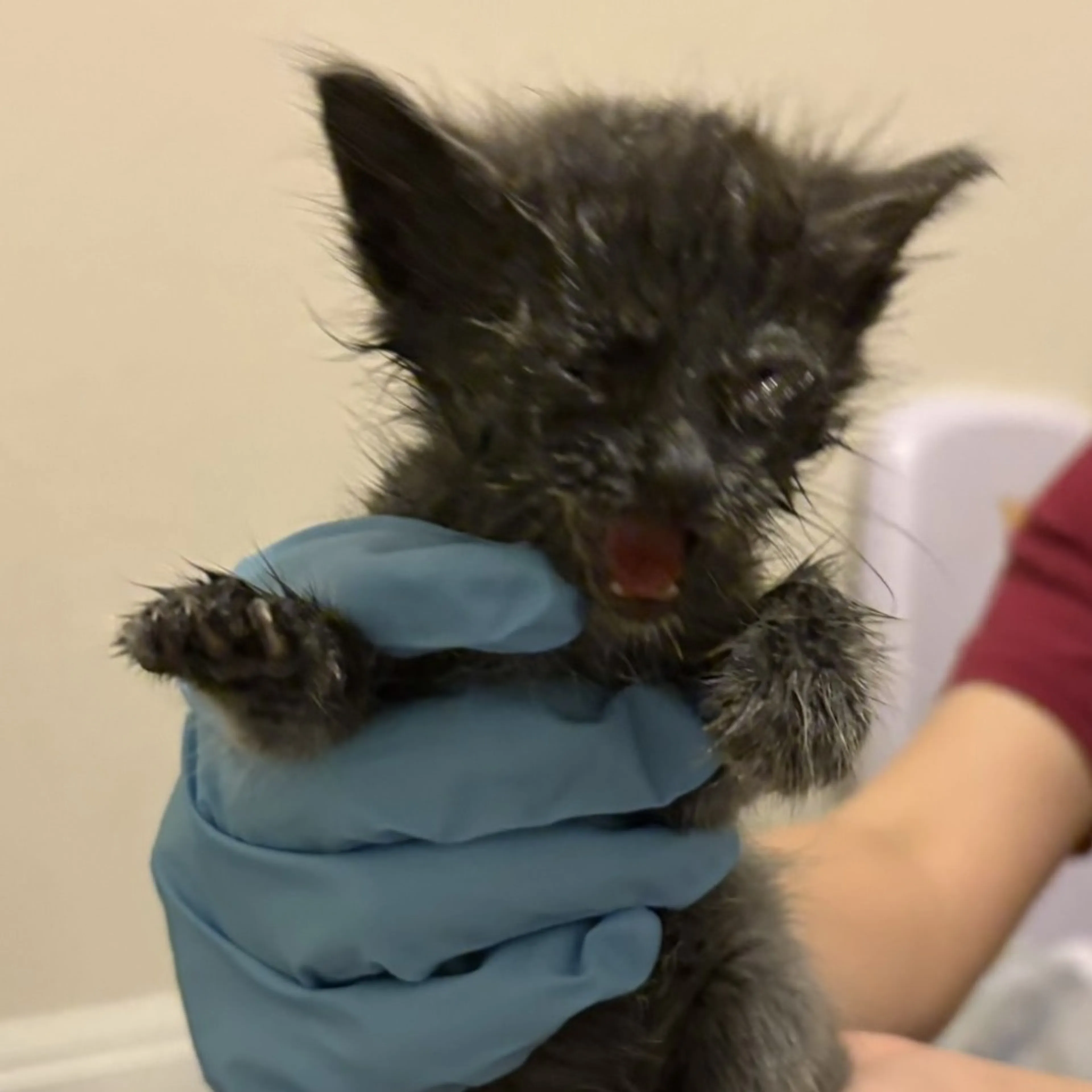 Found pet-1