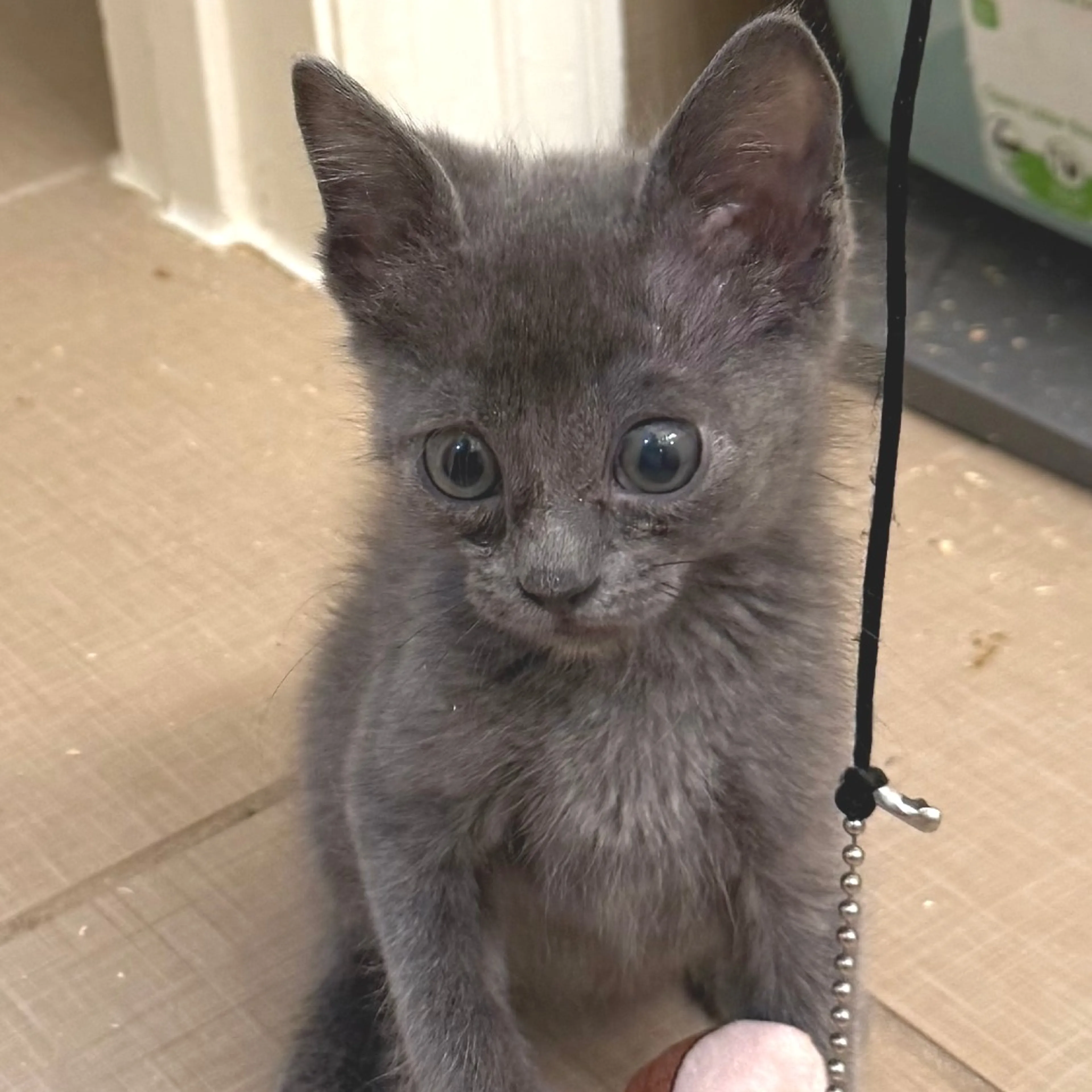 Found pet-0