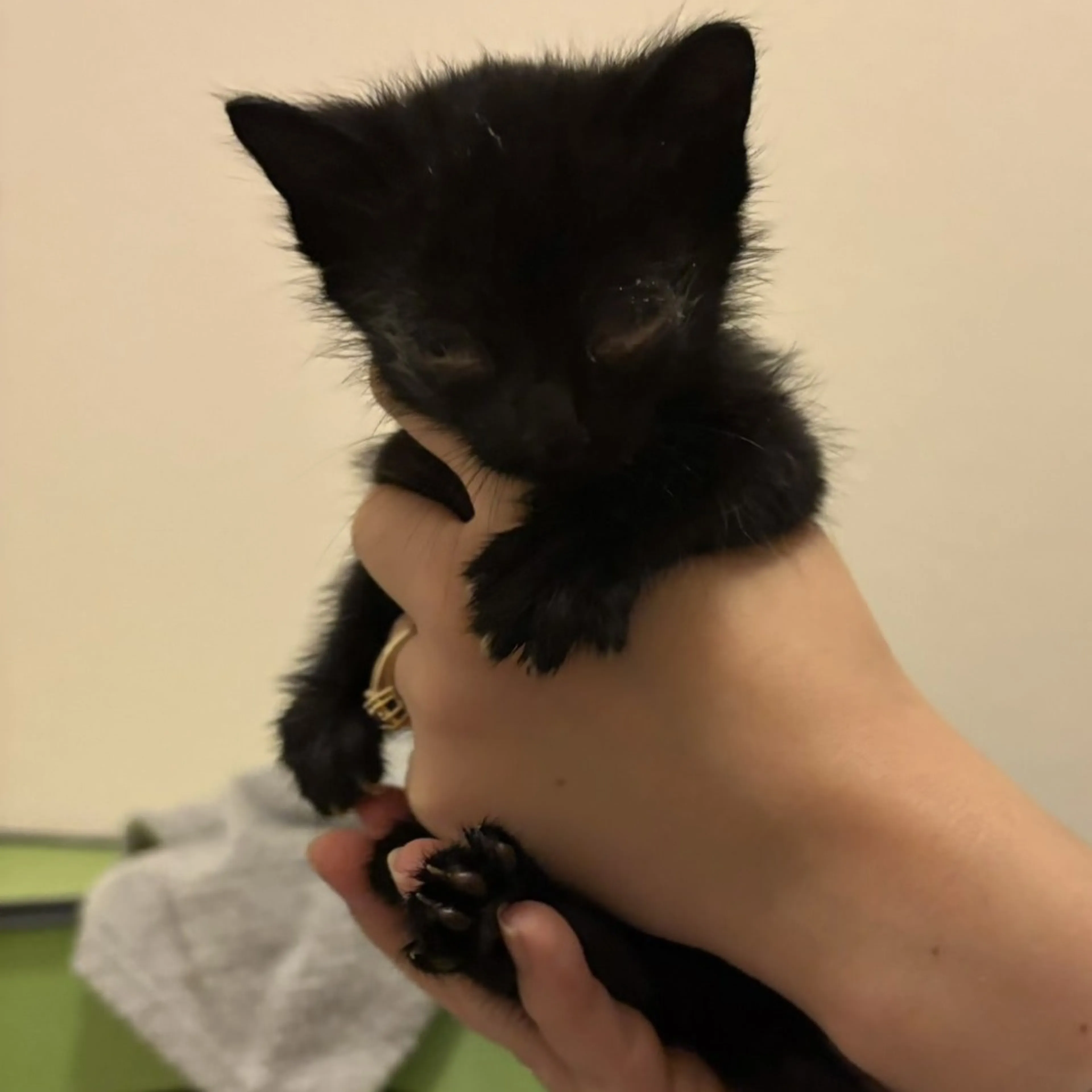Found pet