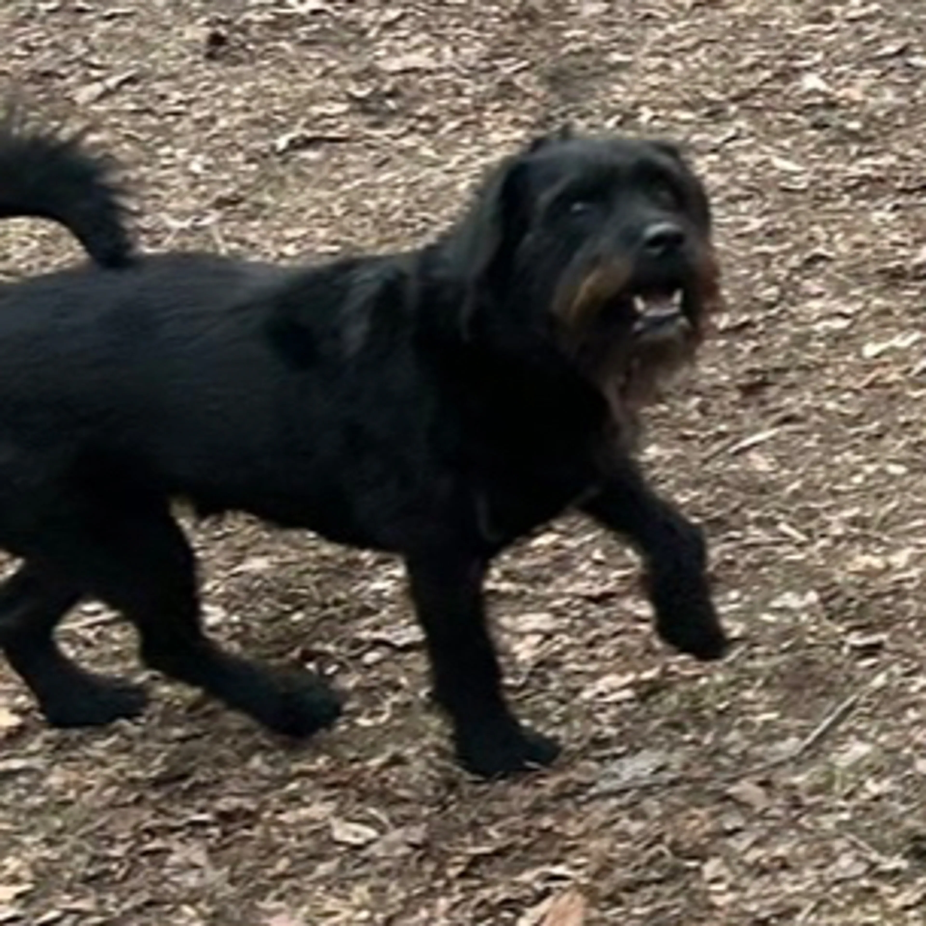 Lost pet-1