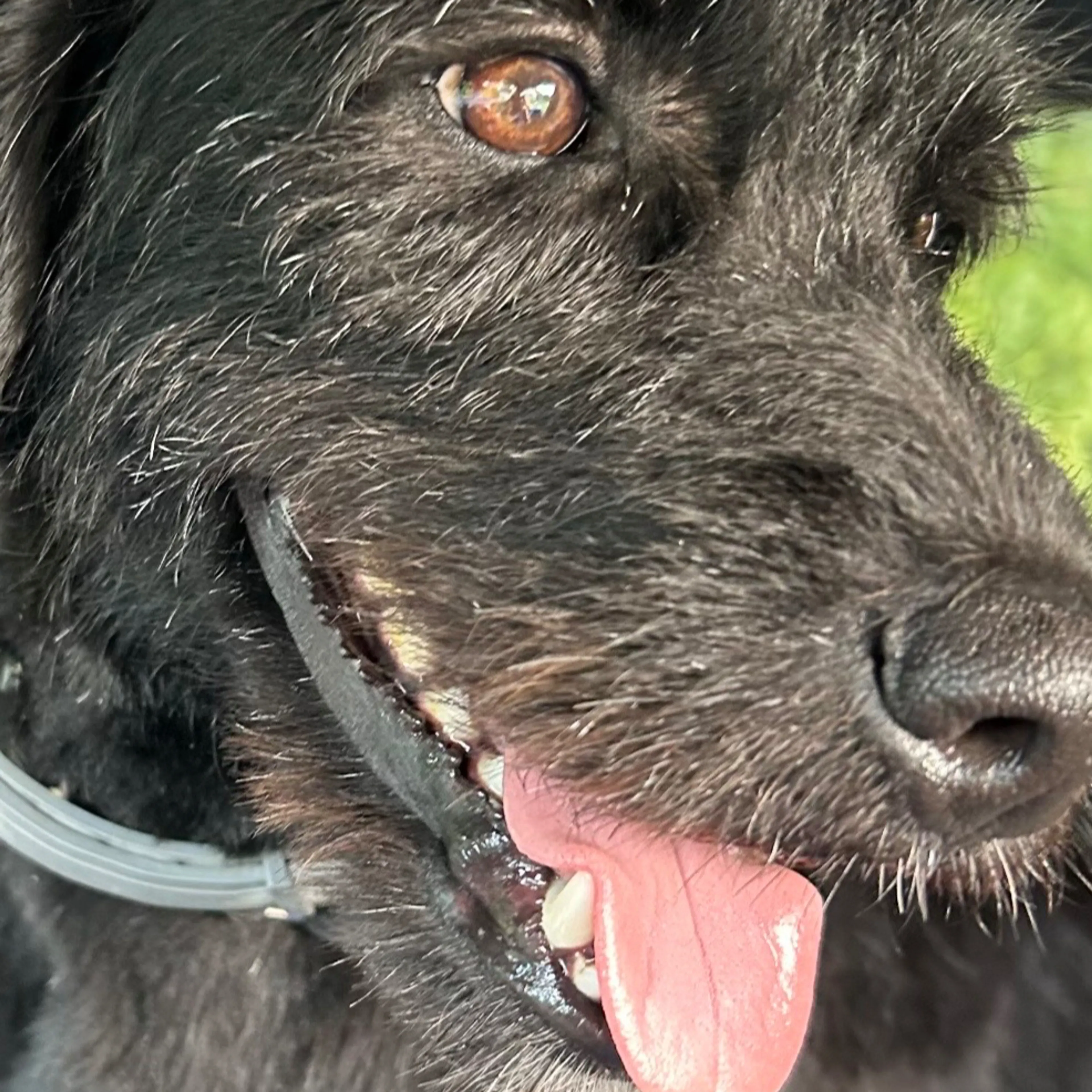 Lost pet-2