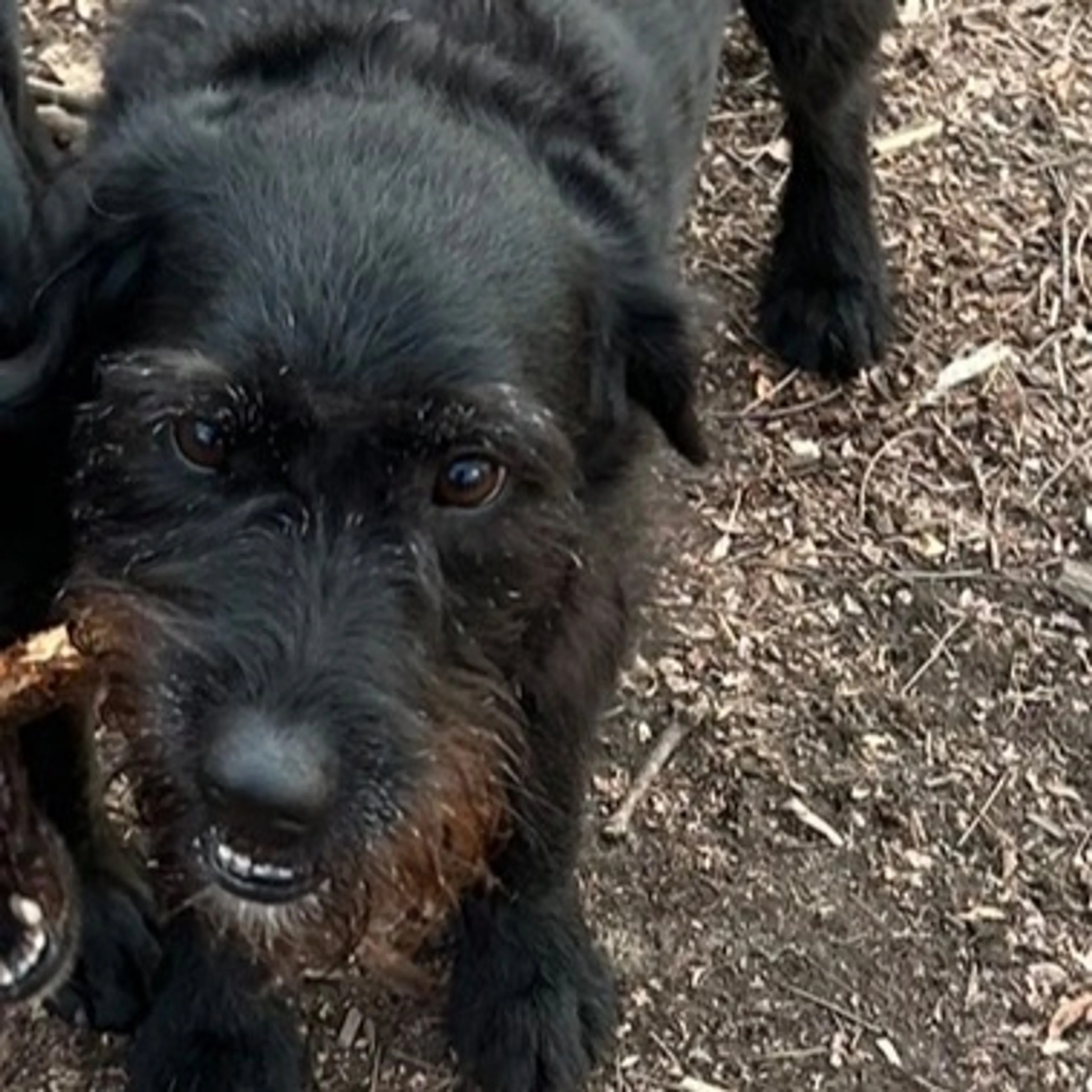 Lost pet-0