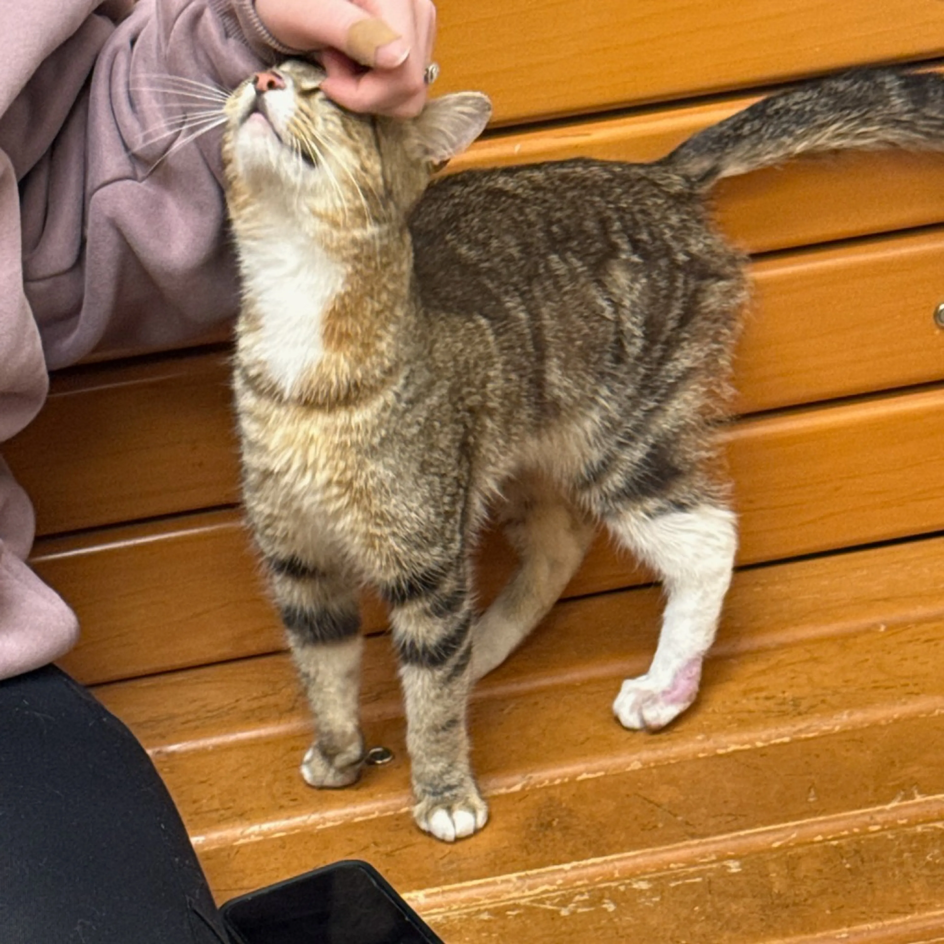 Found pet
