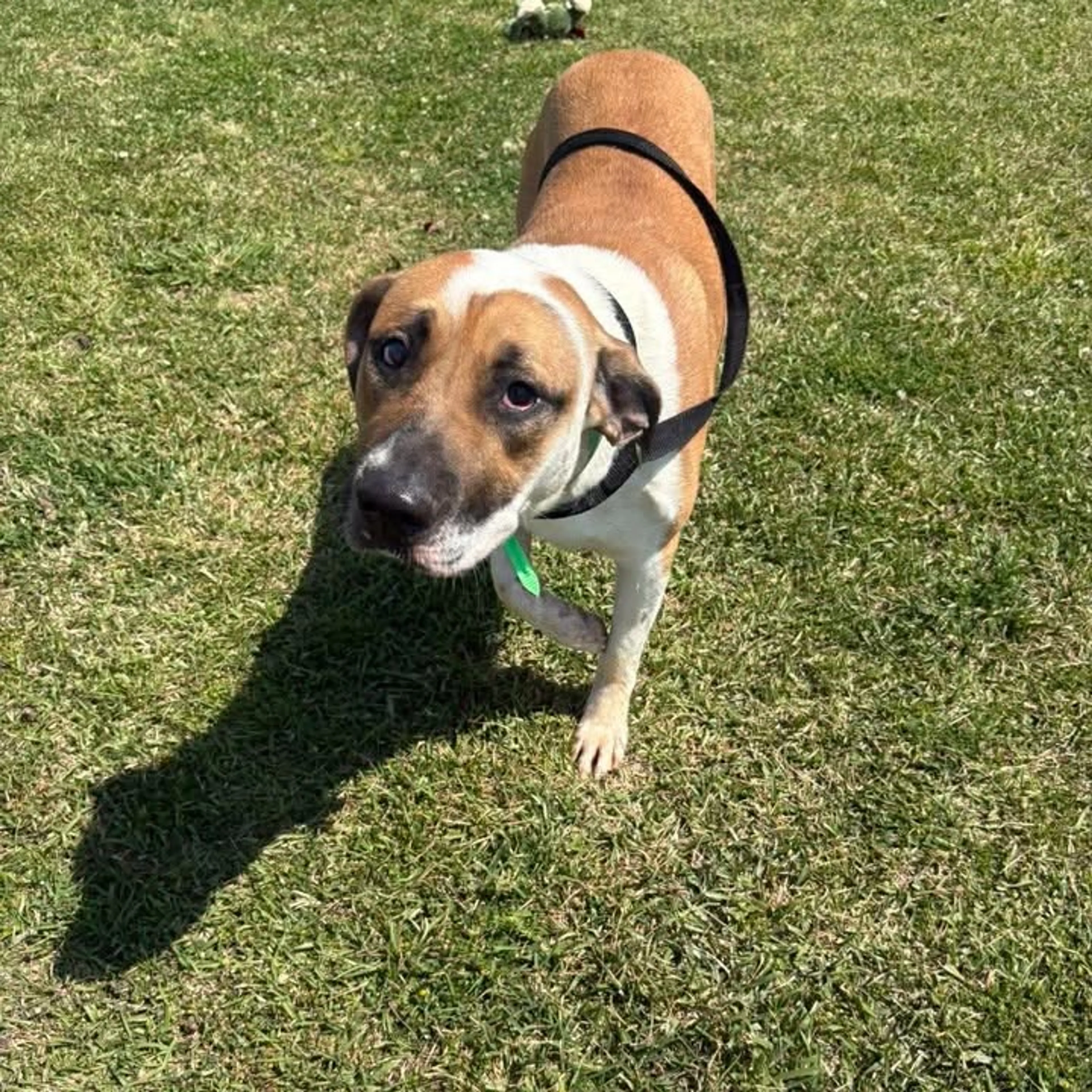 Found pet-2