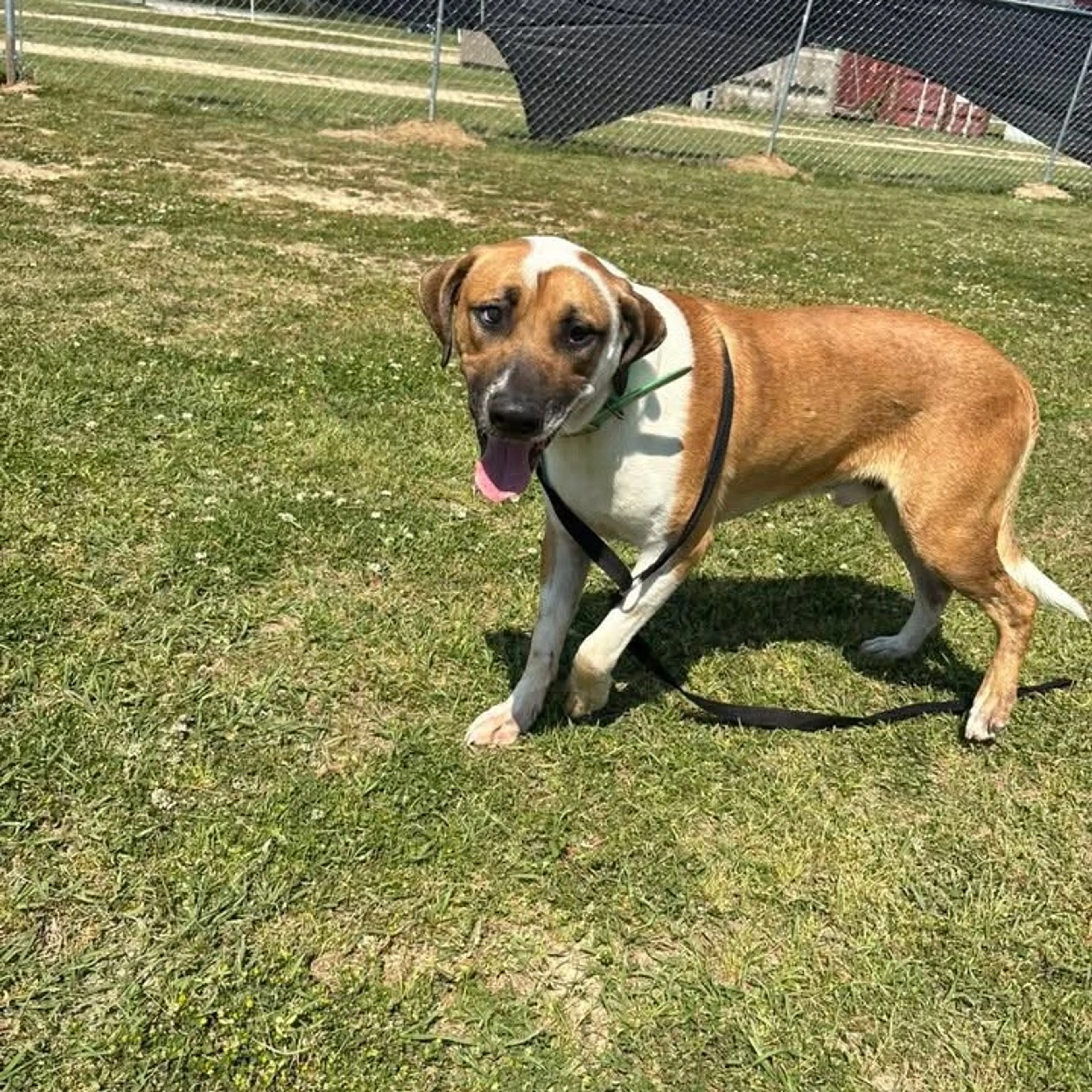 Found pet-5