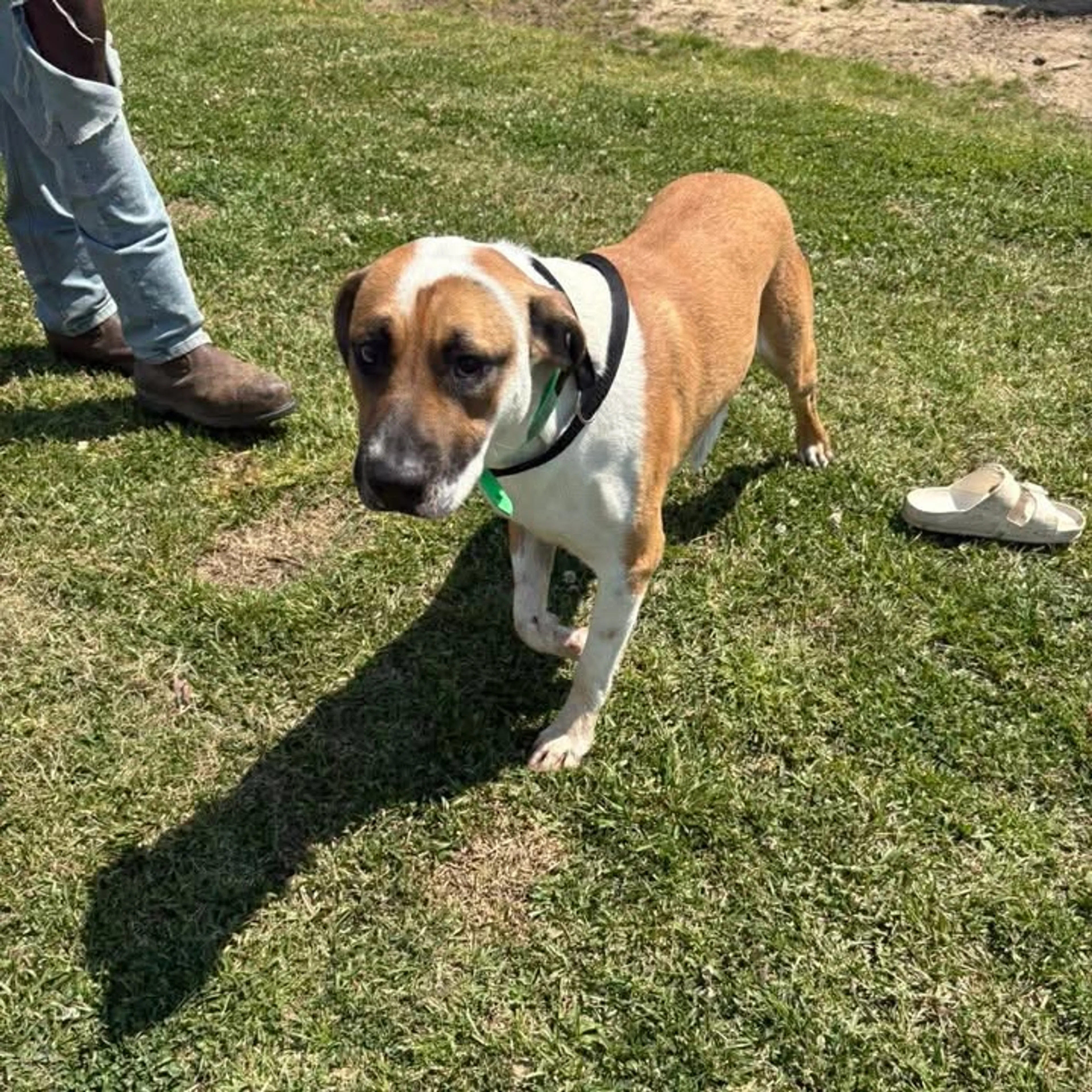 Found pet-6