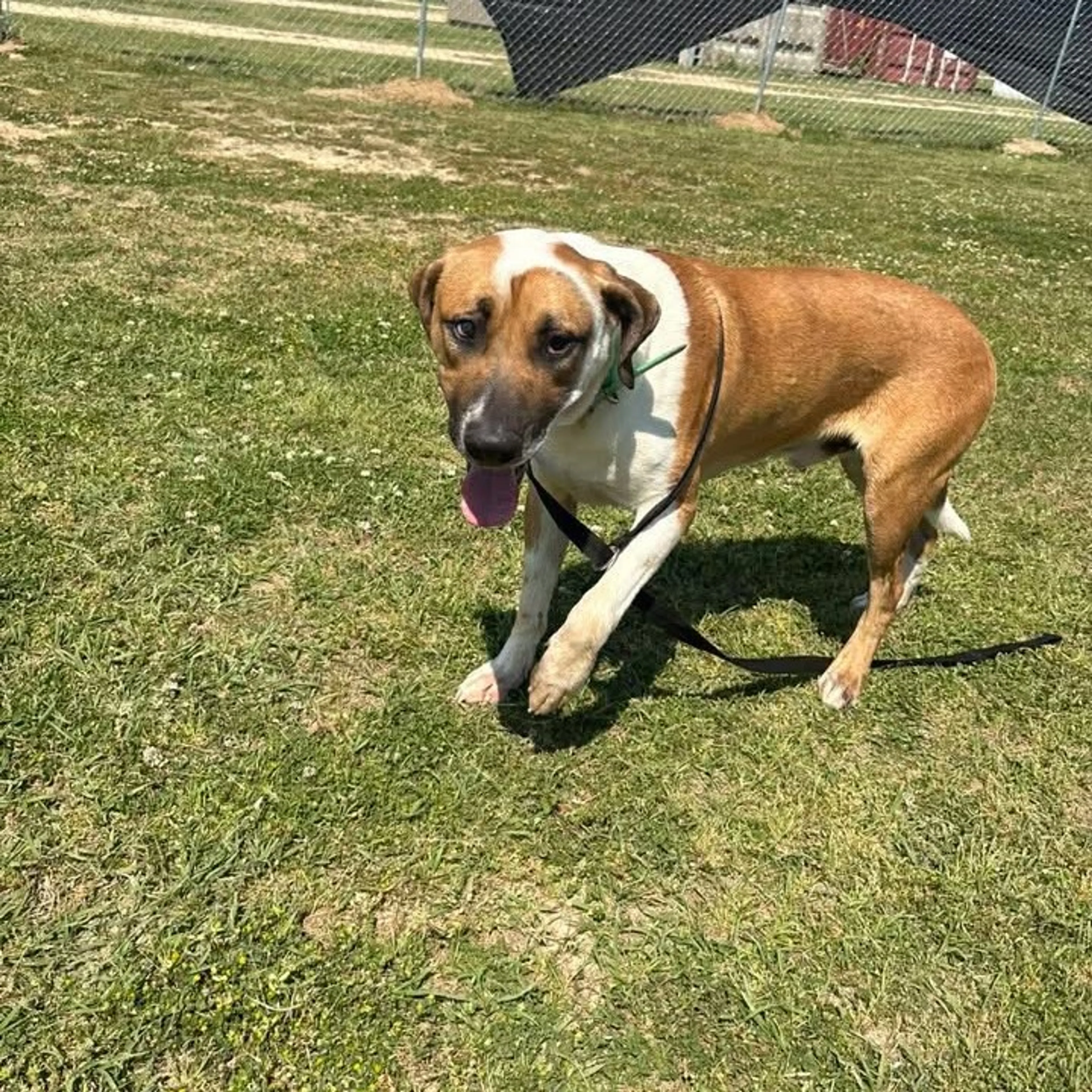 Found pet-3