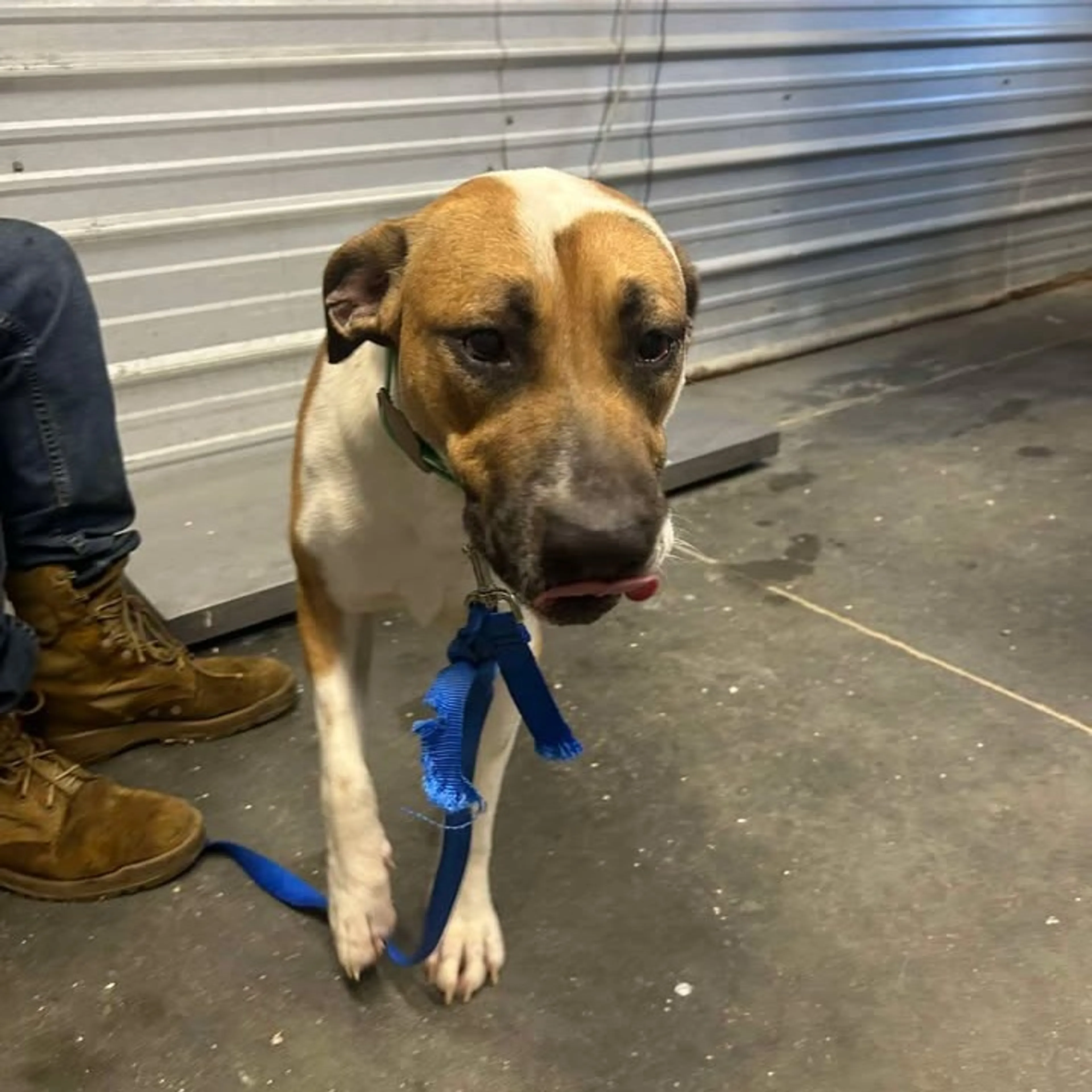 Found pet-1