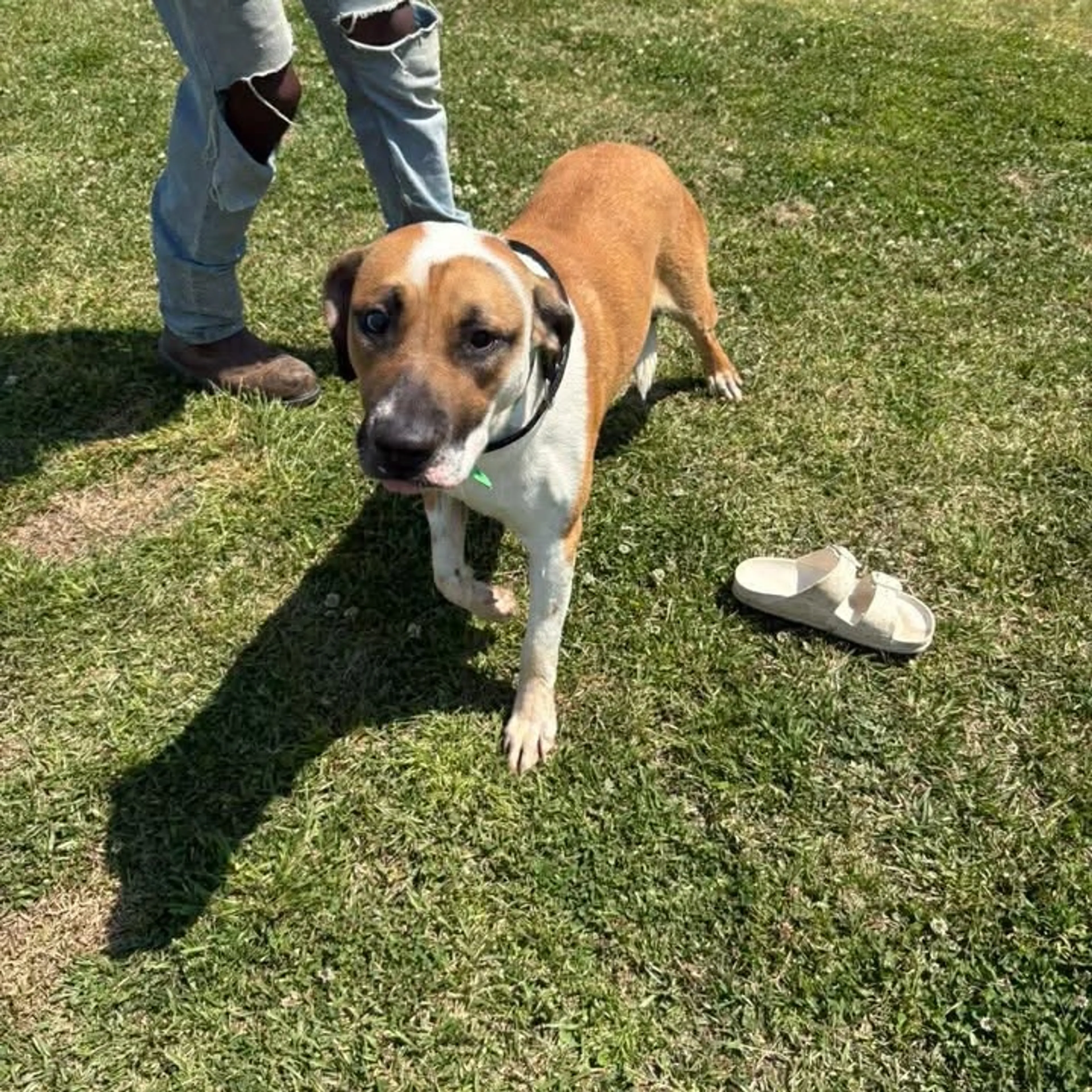 Found pet-8