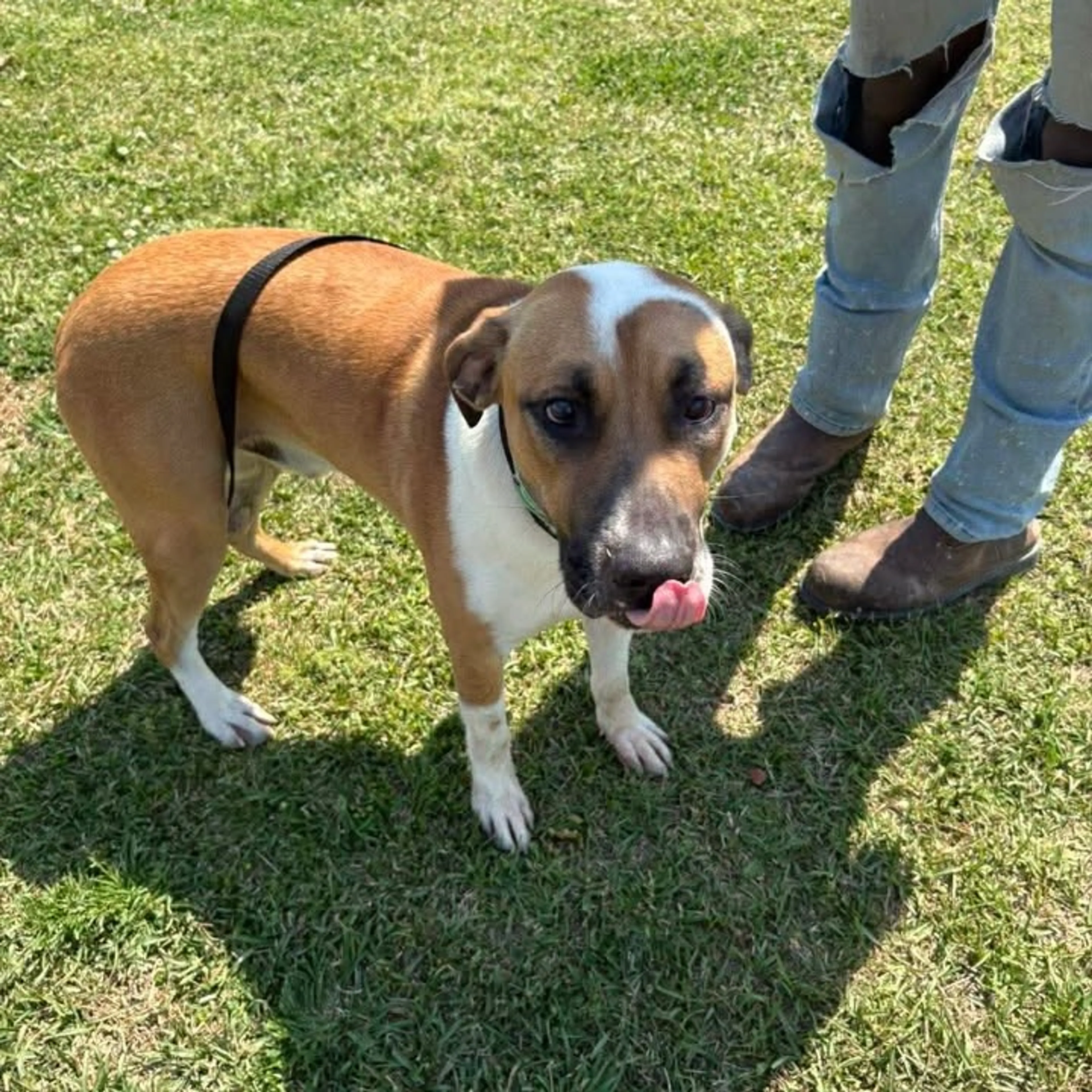 Found pet-4
