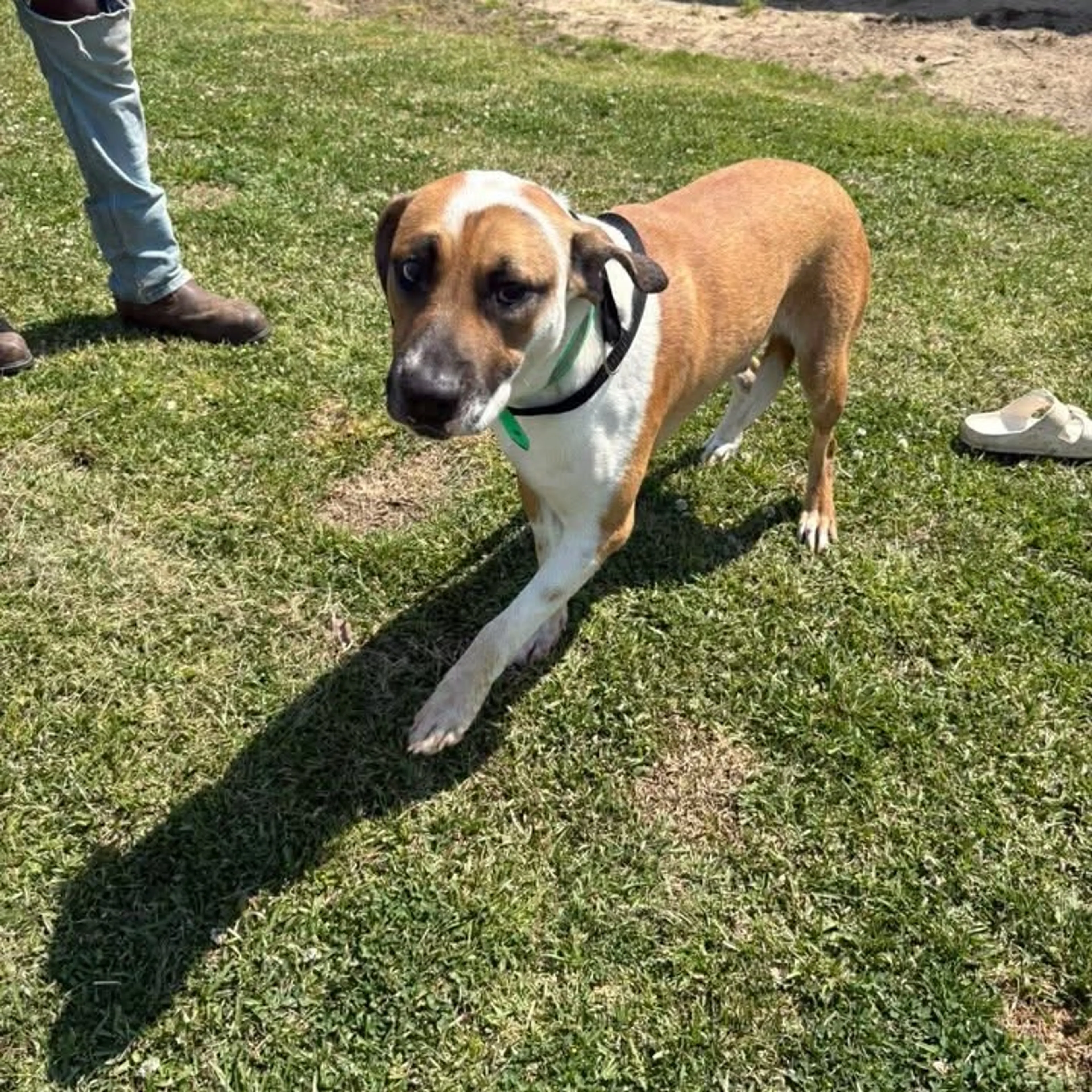 Found pet-7