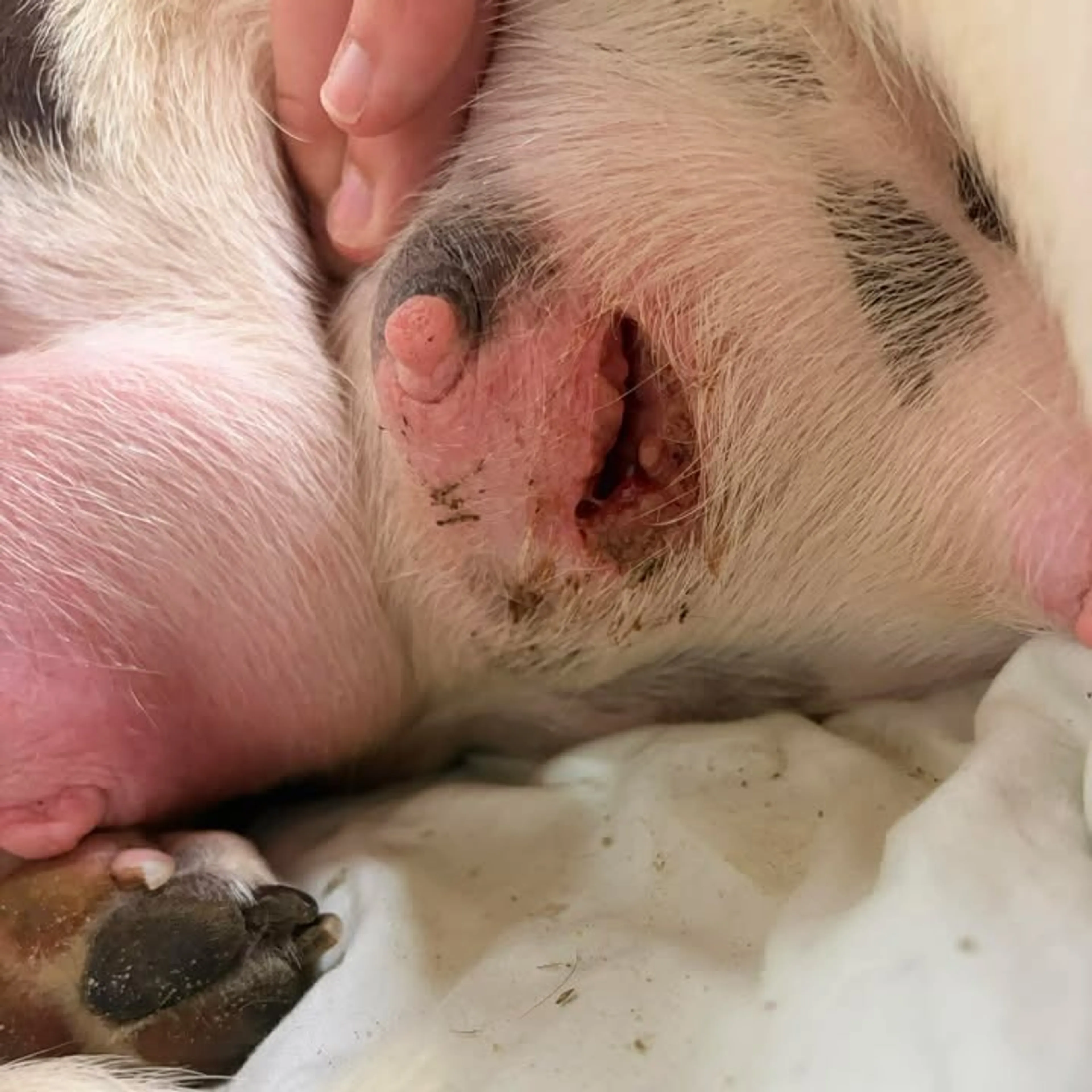 Found pet-2
