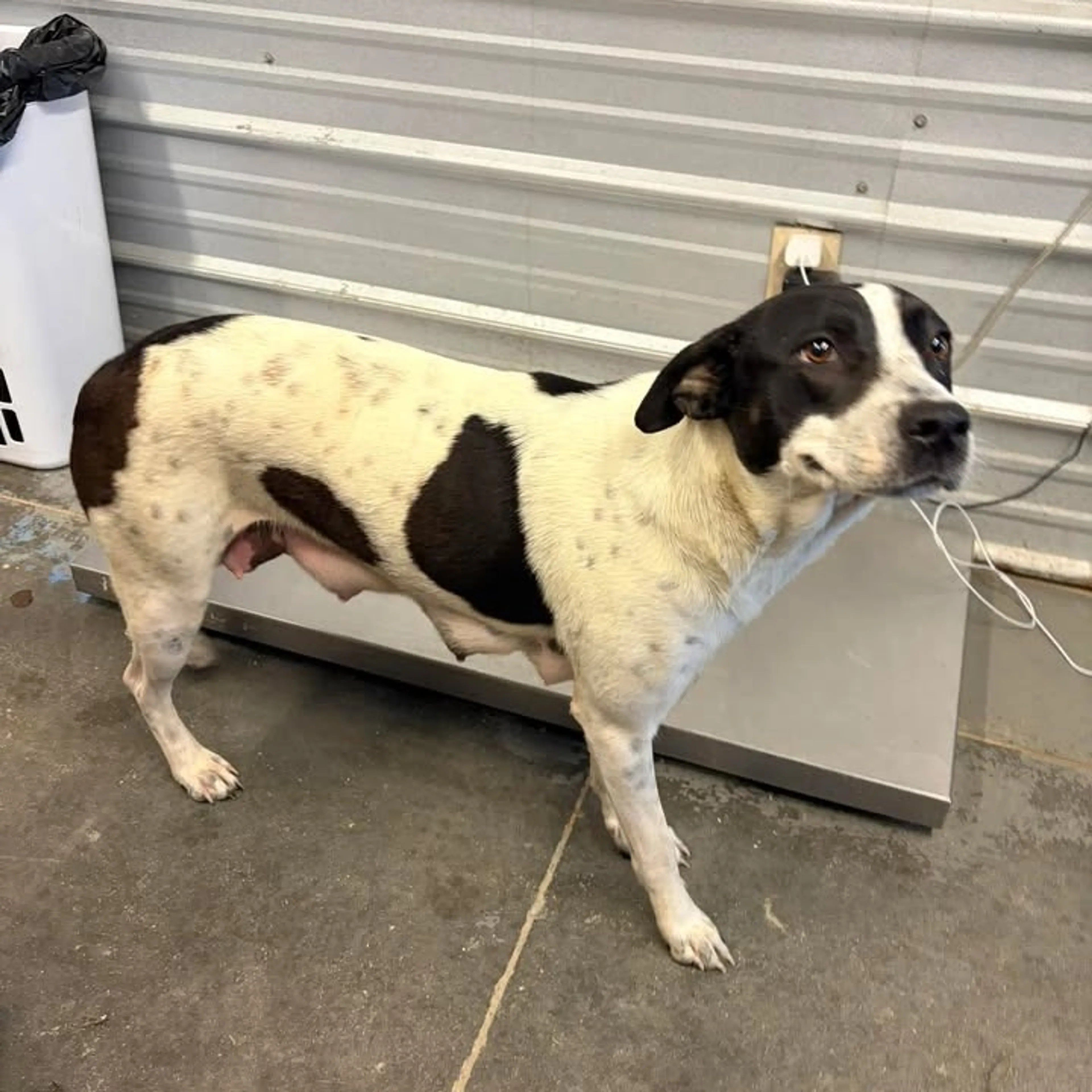Found pet-0