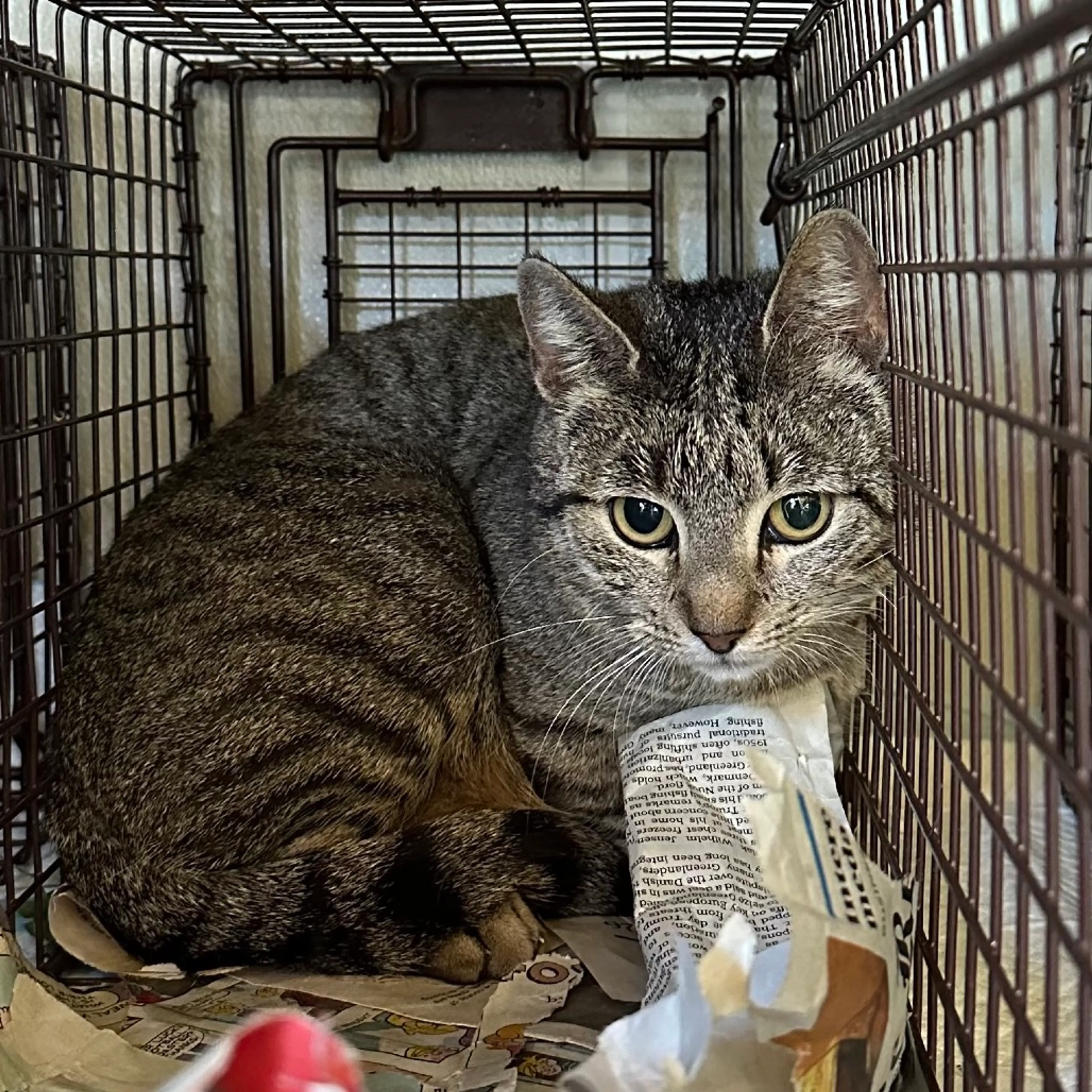 Found pet
