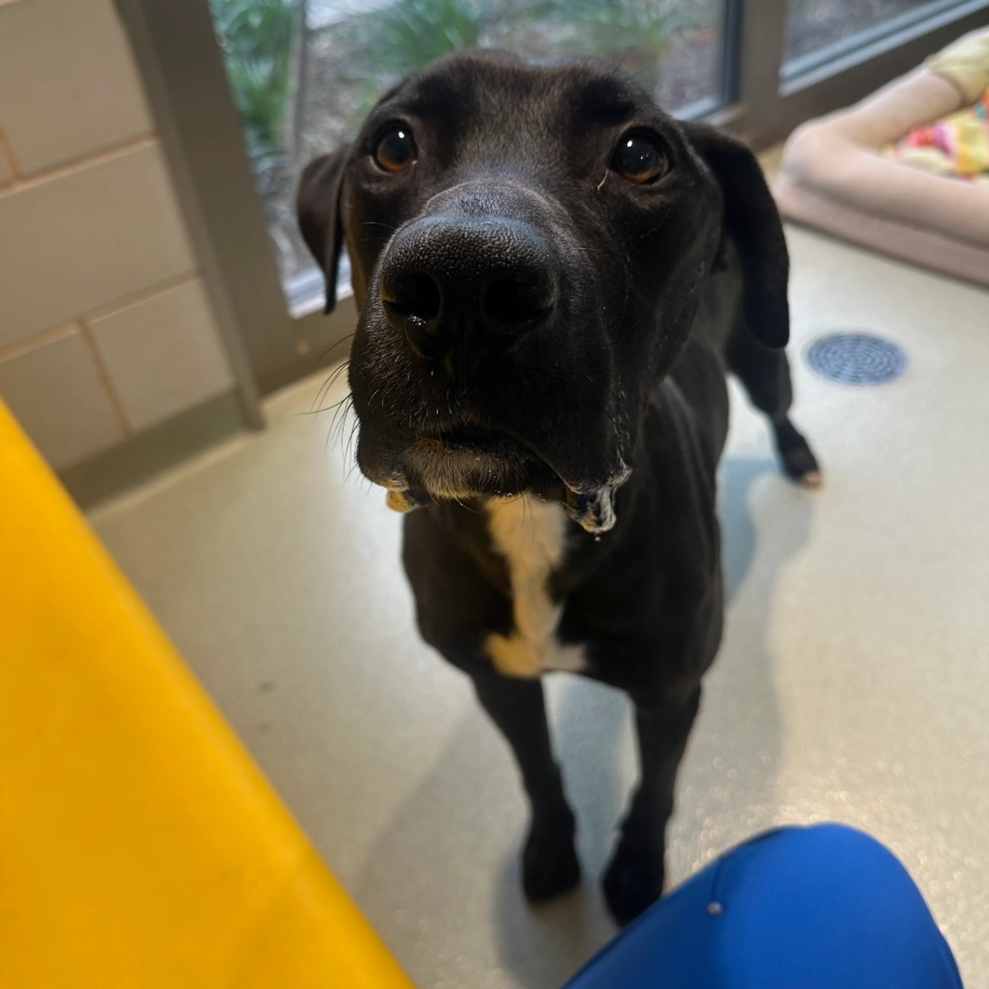 Found pet-3