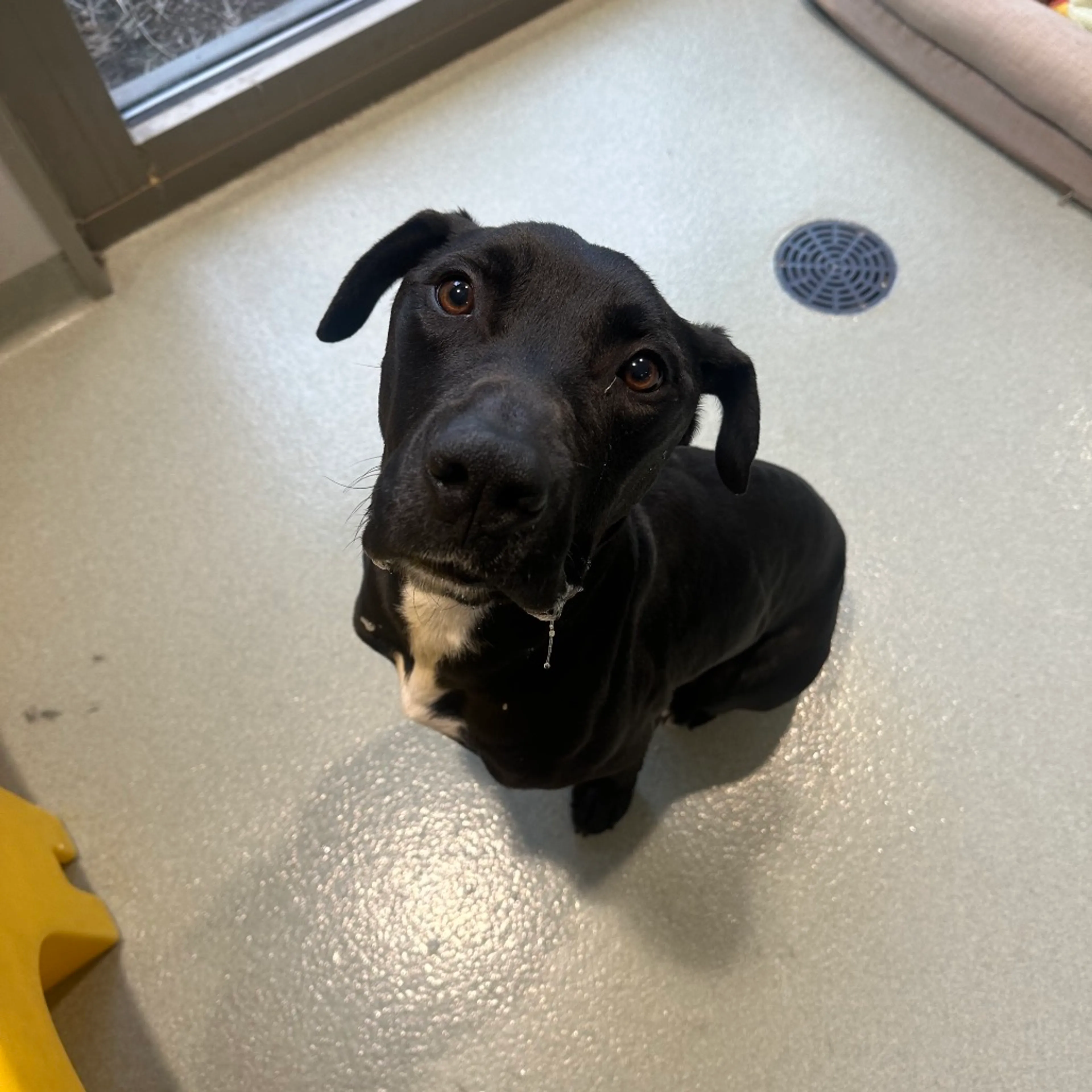 Found pet-6