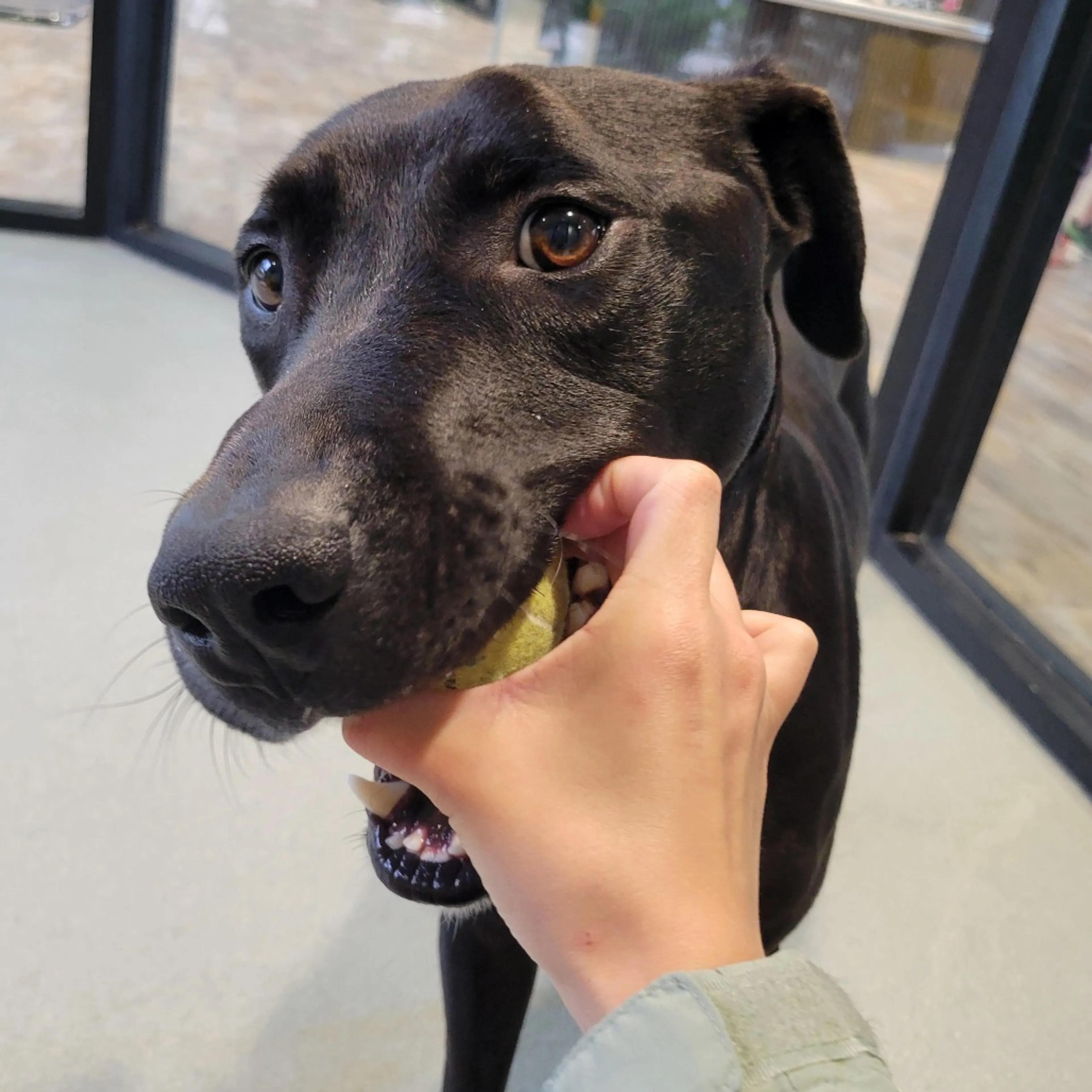 Found pet-11