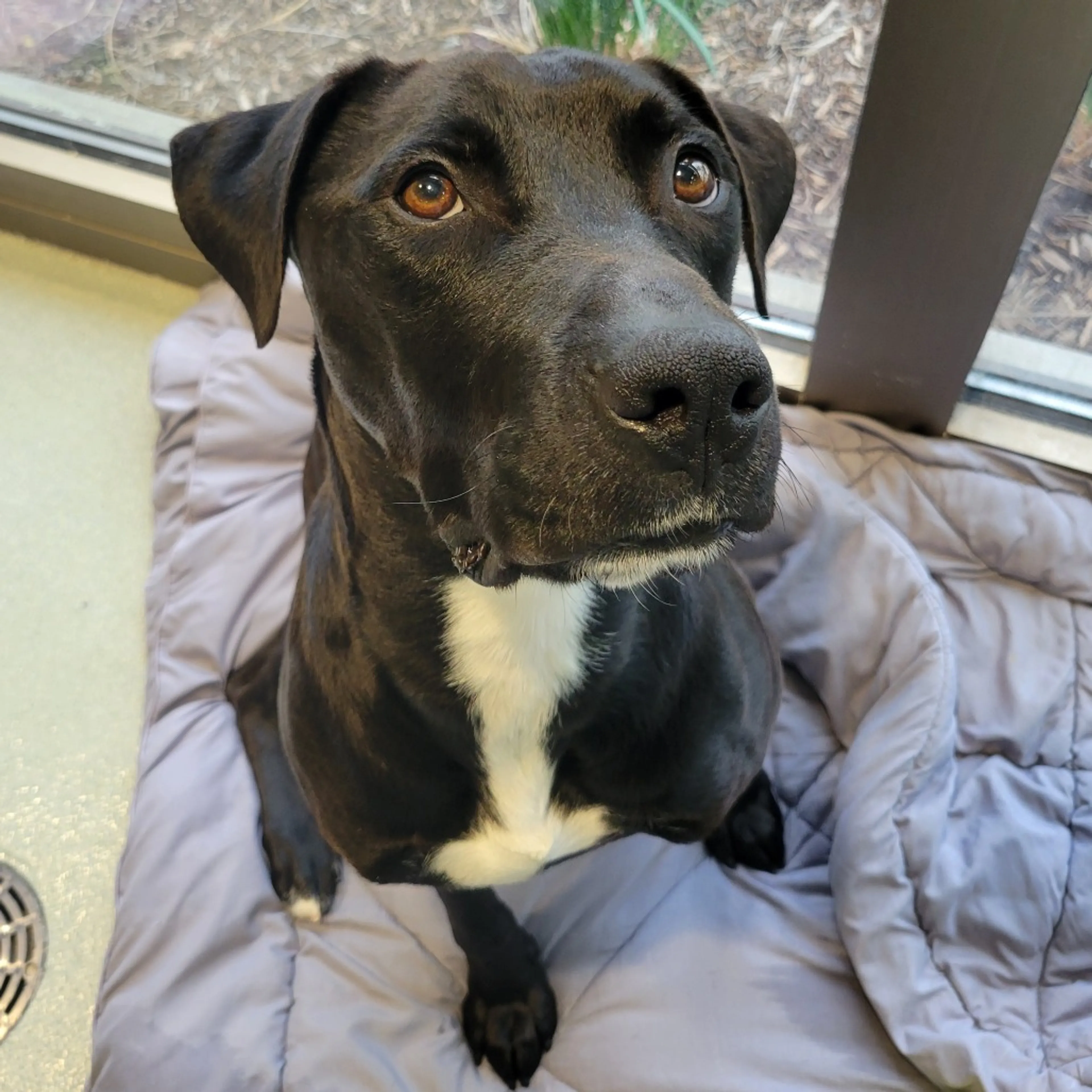 Found pet-12