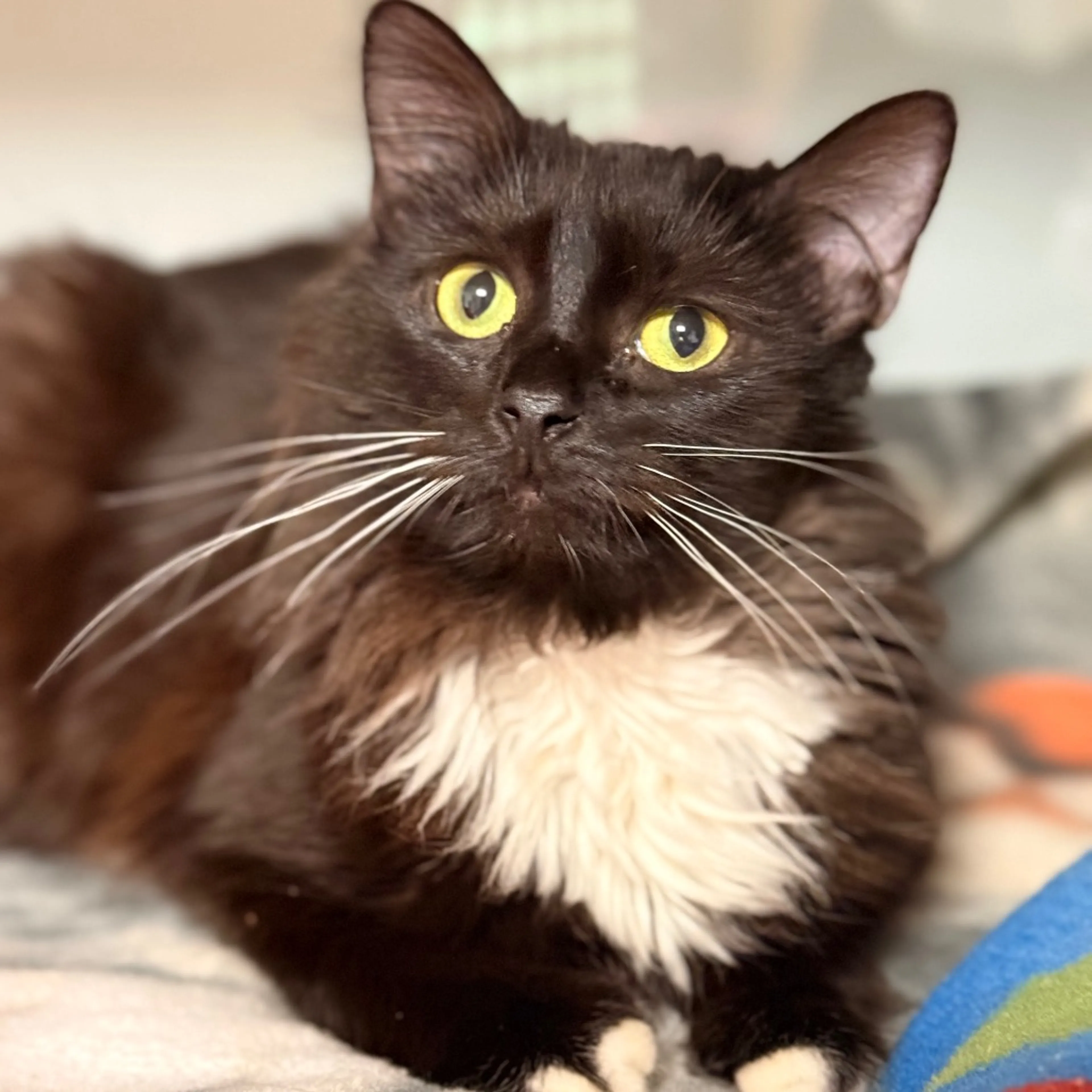 Found pet-1