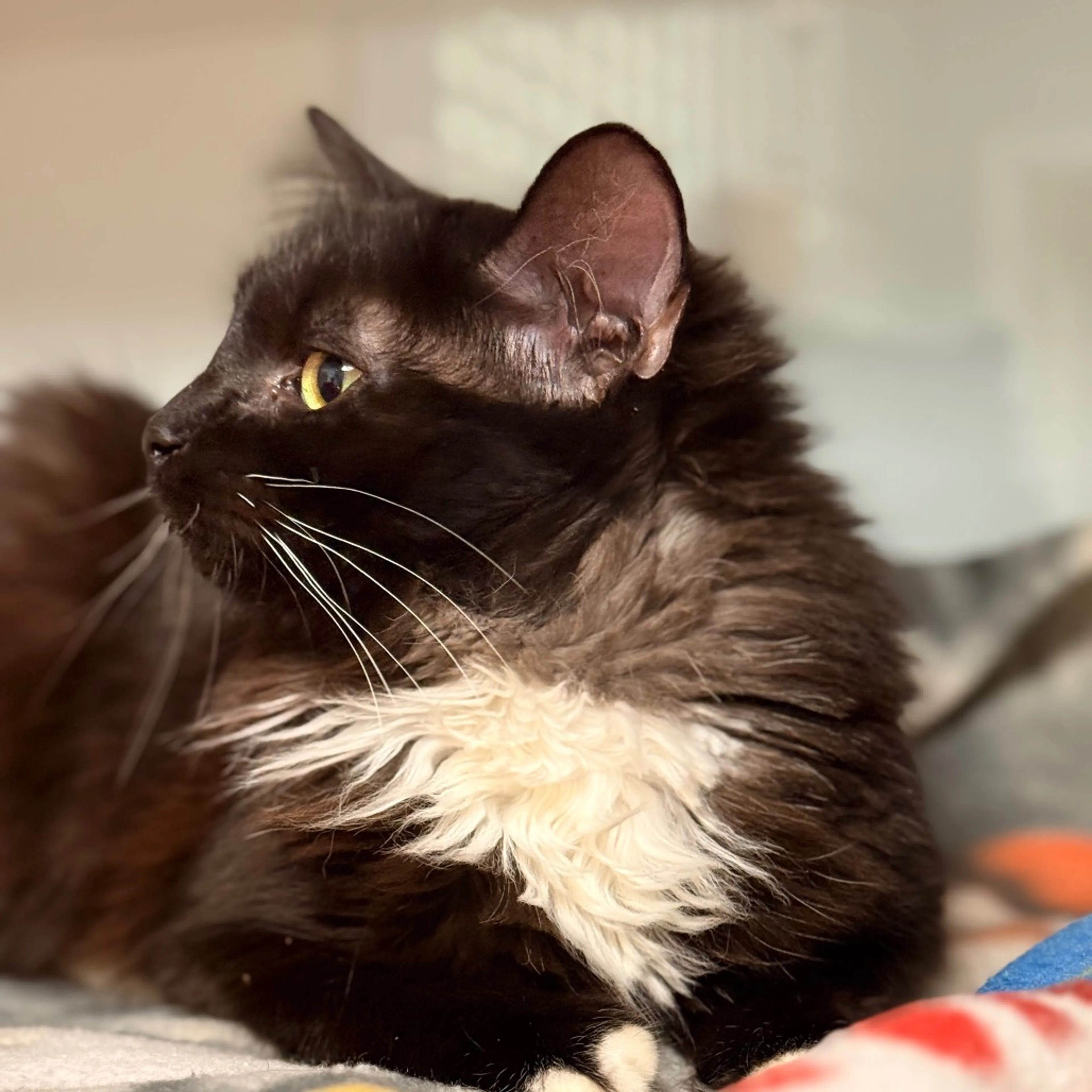 Found pet-3