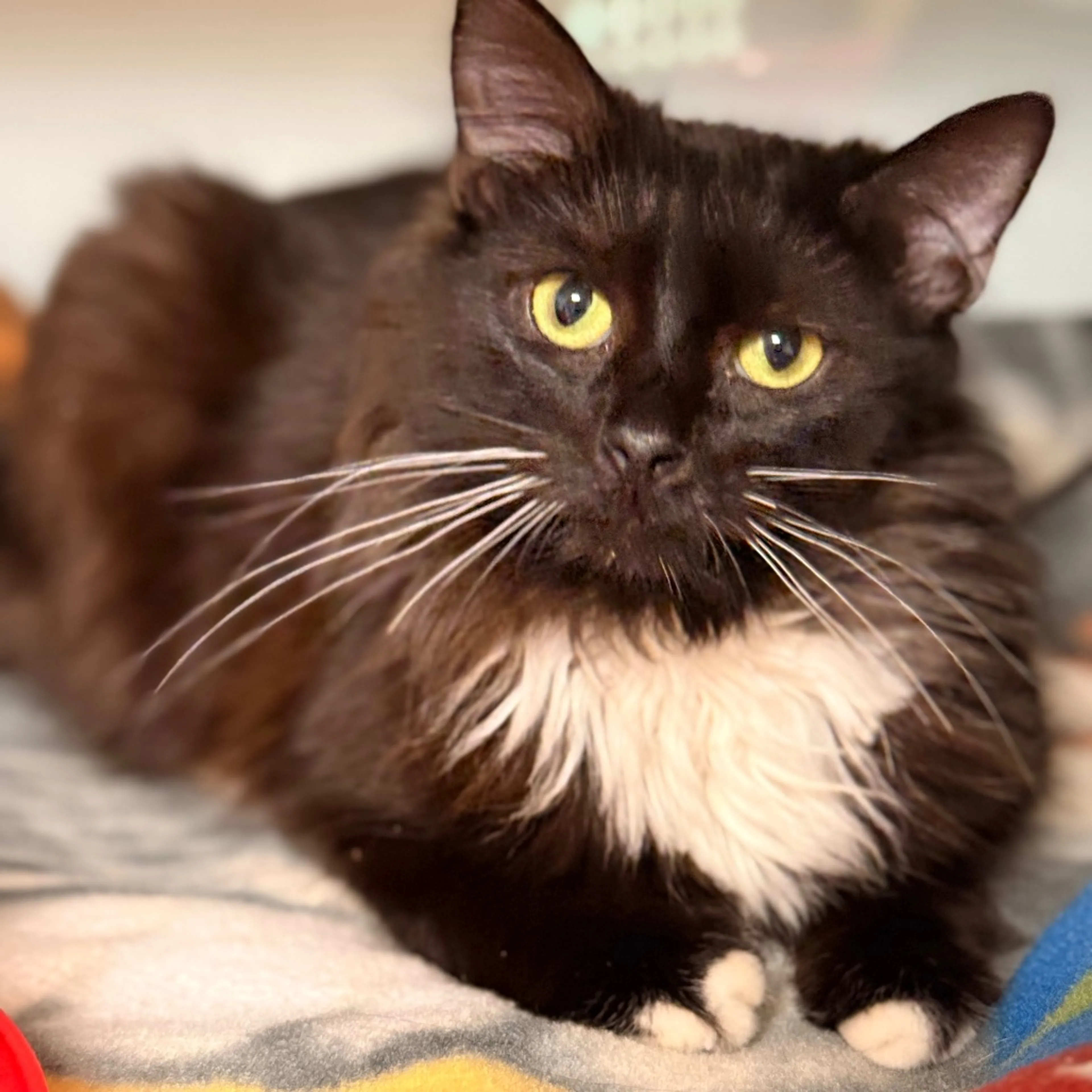 Found pet-5