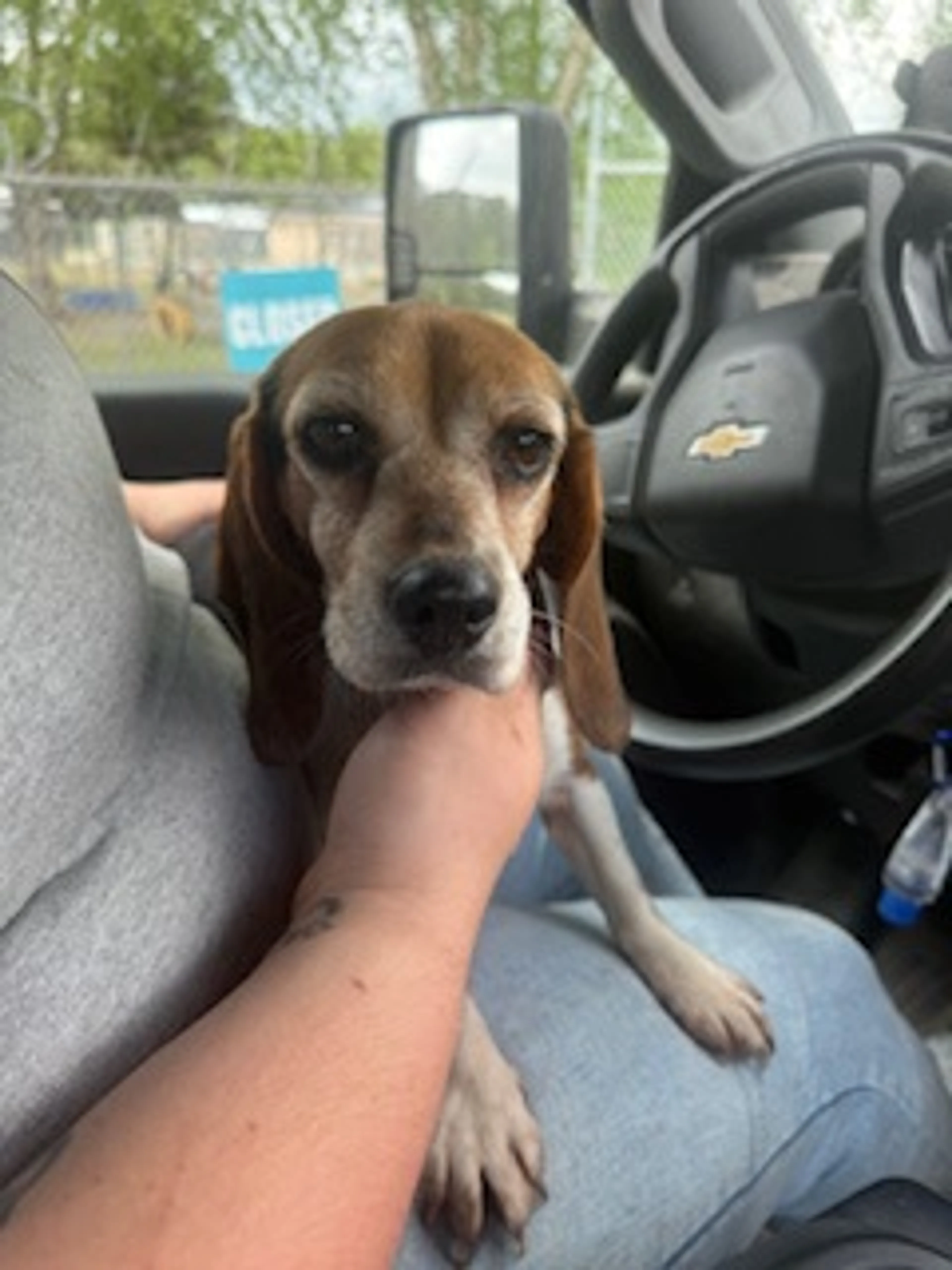 Found pet