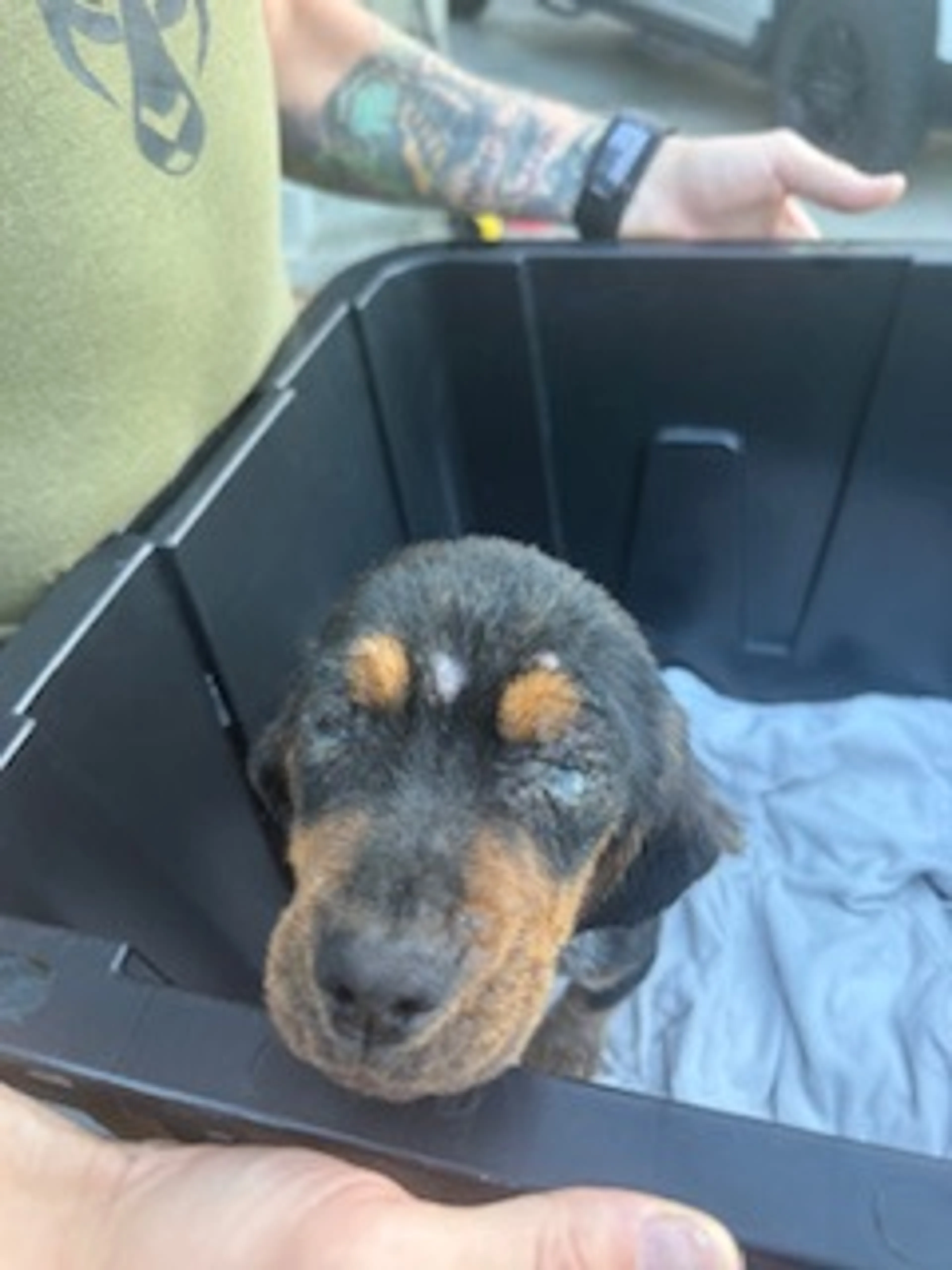 Found pet