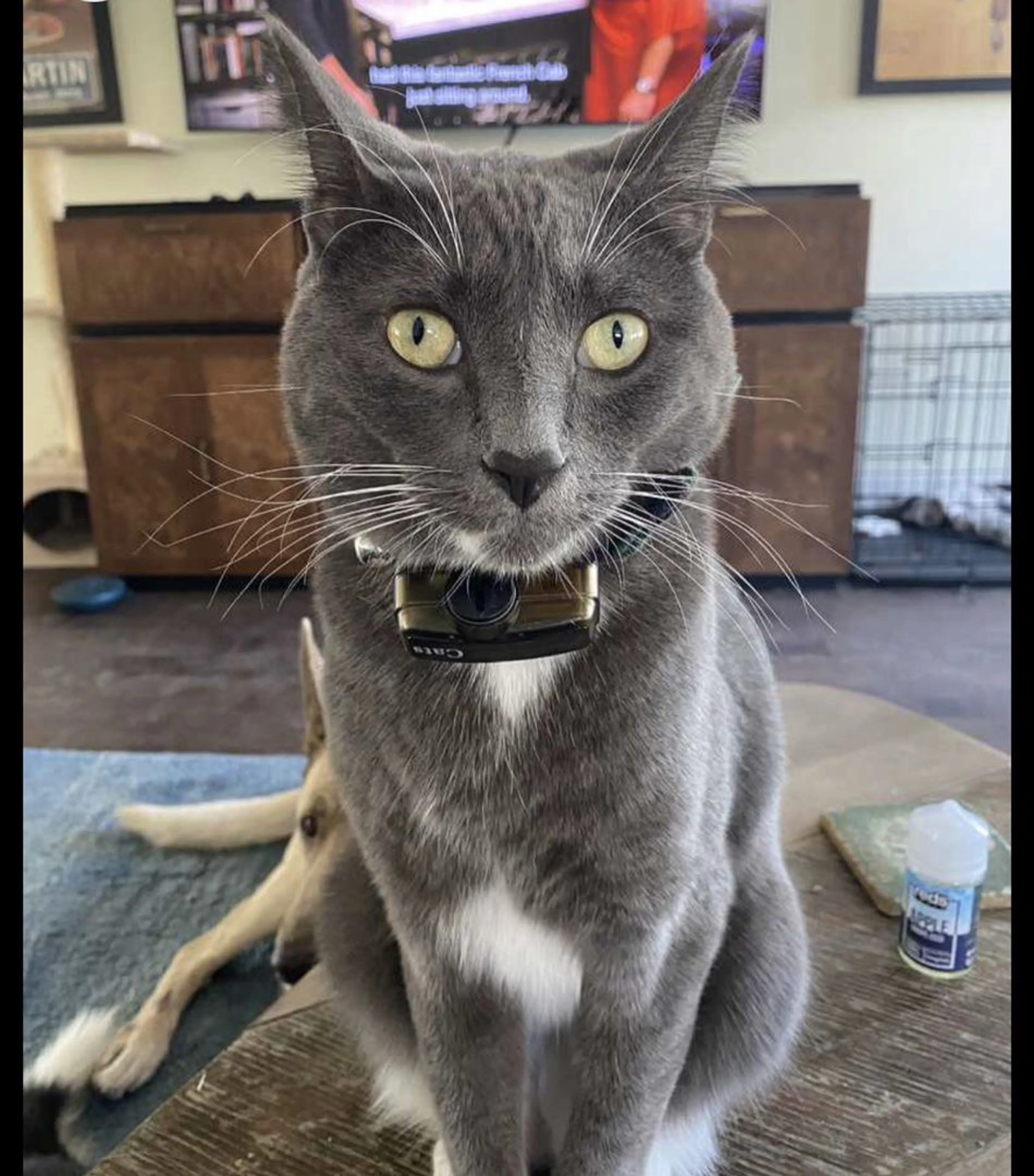 Lost pet-1