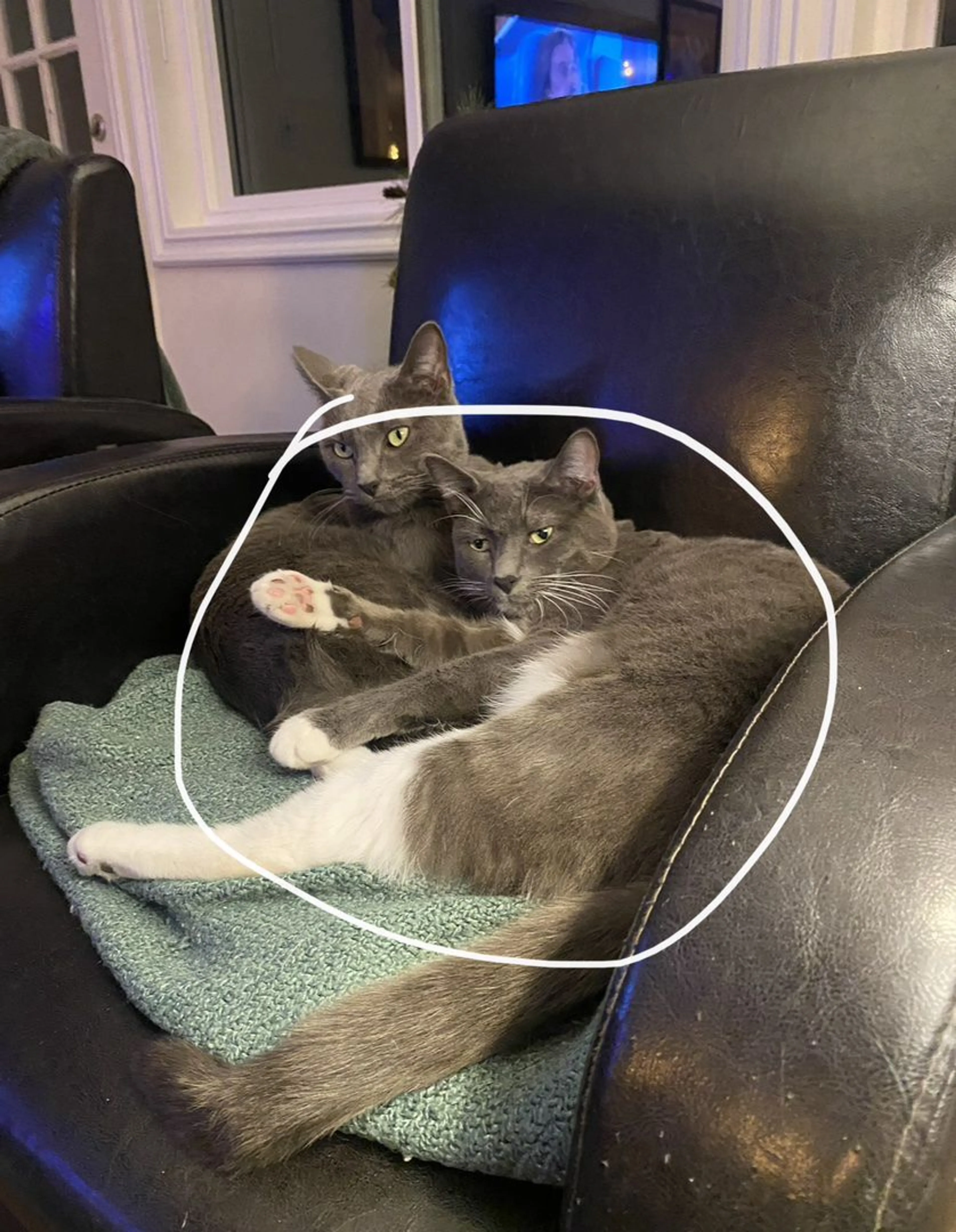 Lost pet-0