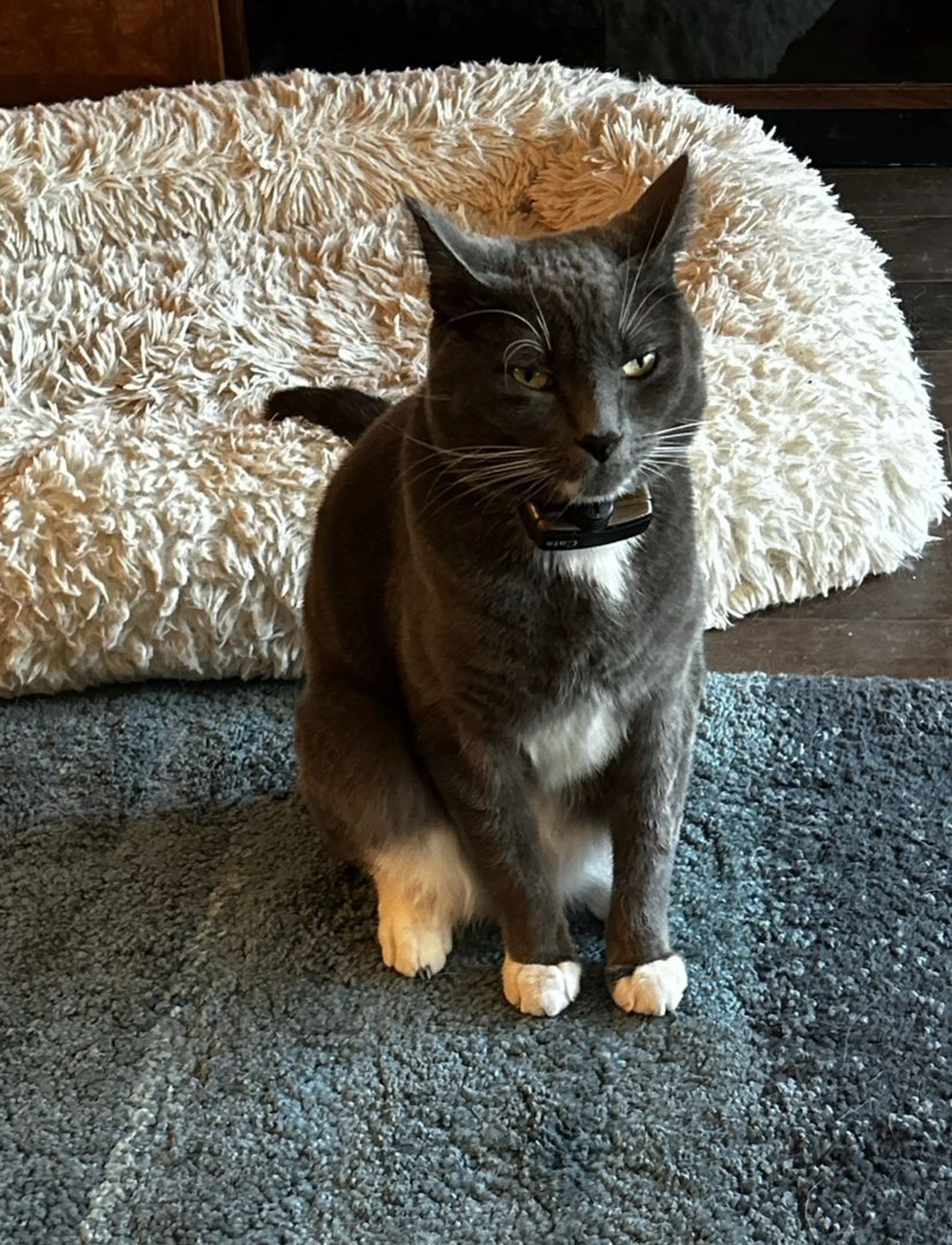 Lost pet-3