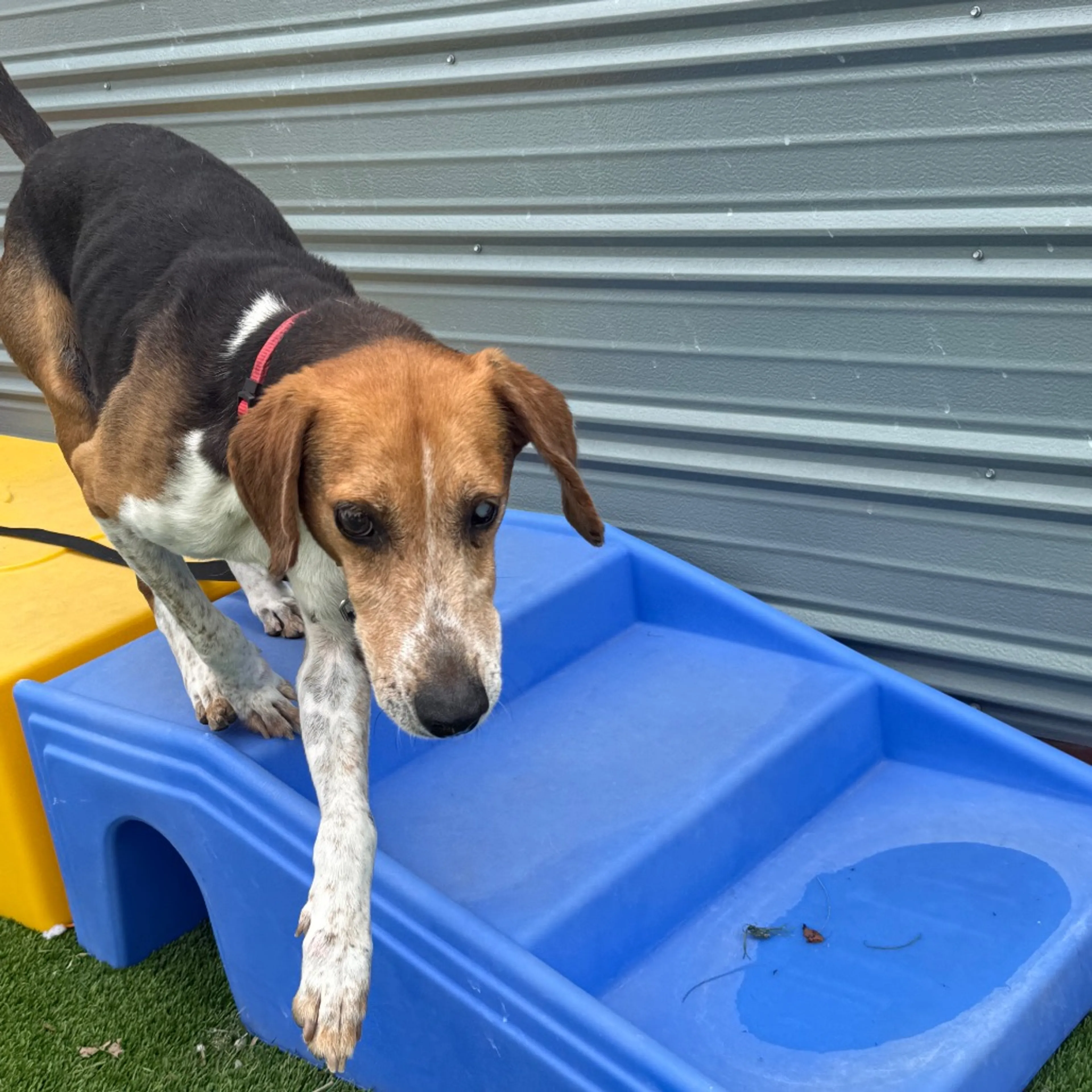 Found pet-4